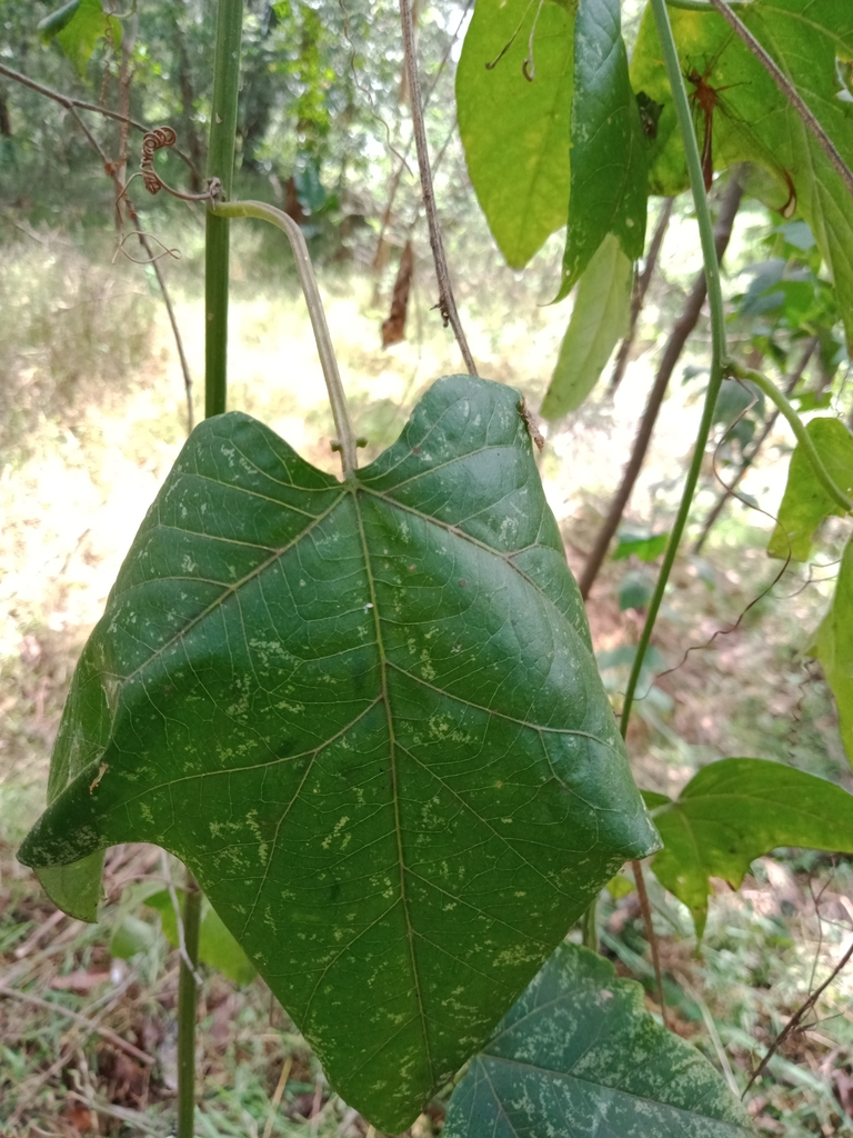 What's the smallest eucalyptus species? australianplants