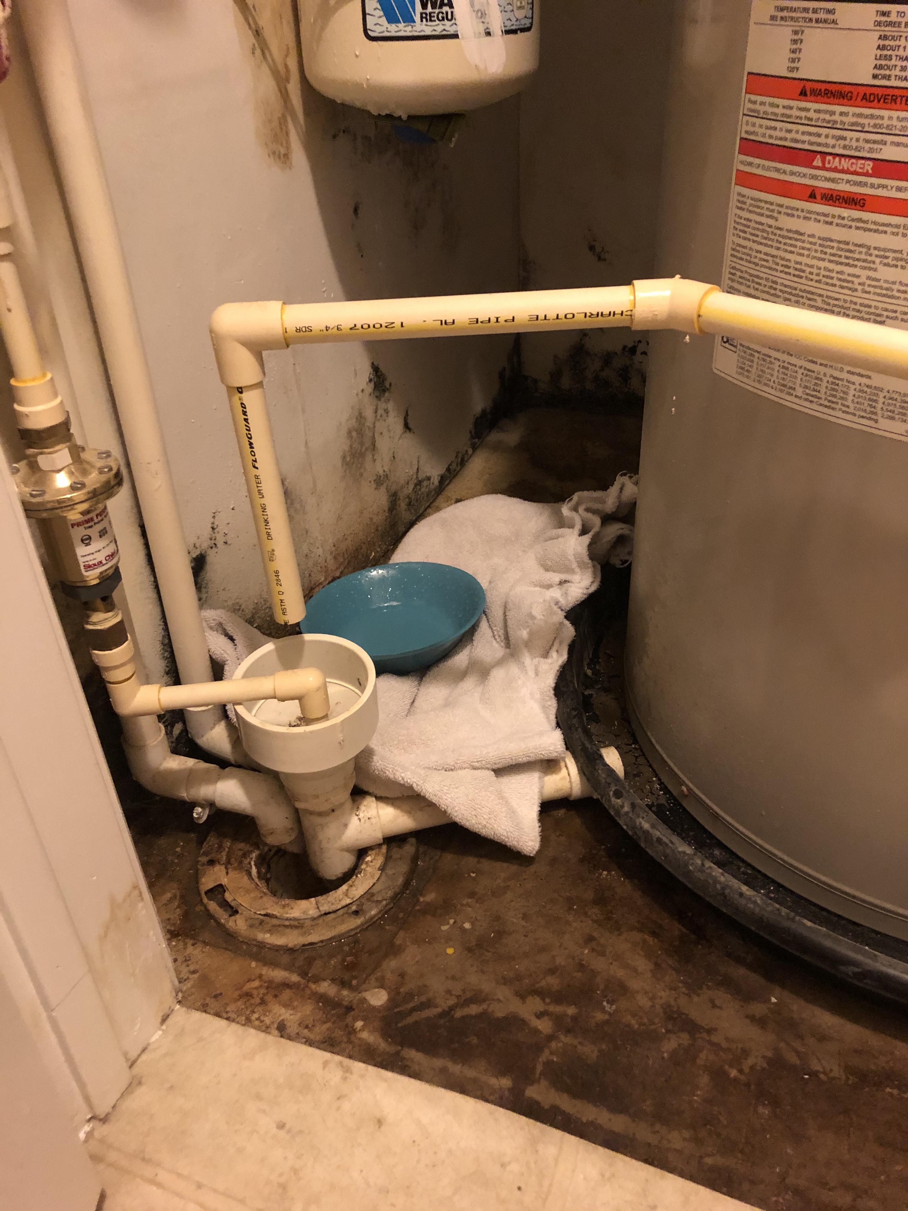 Not sure what kind of mold this is. Found it in my apartment by the