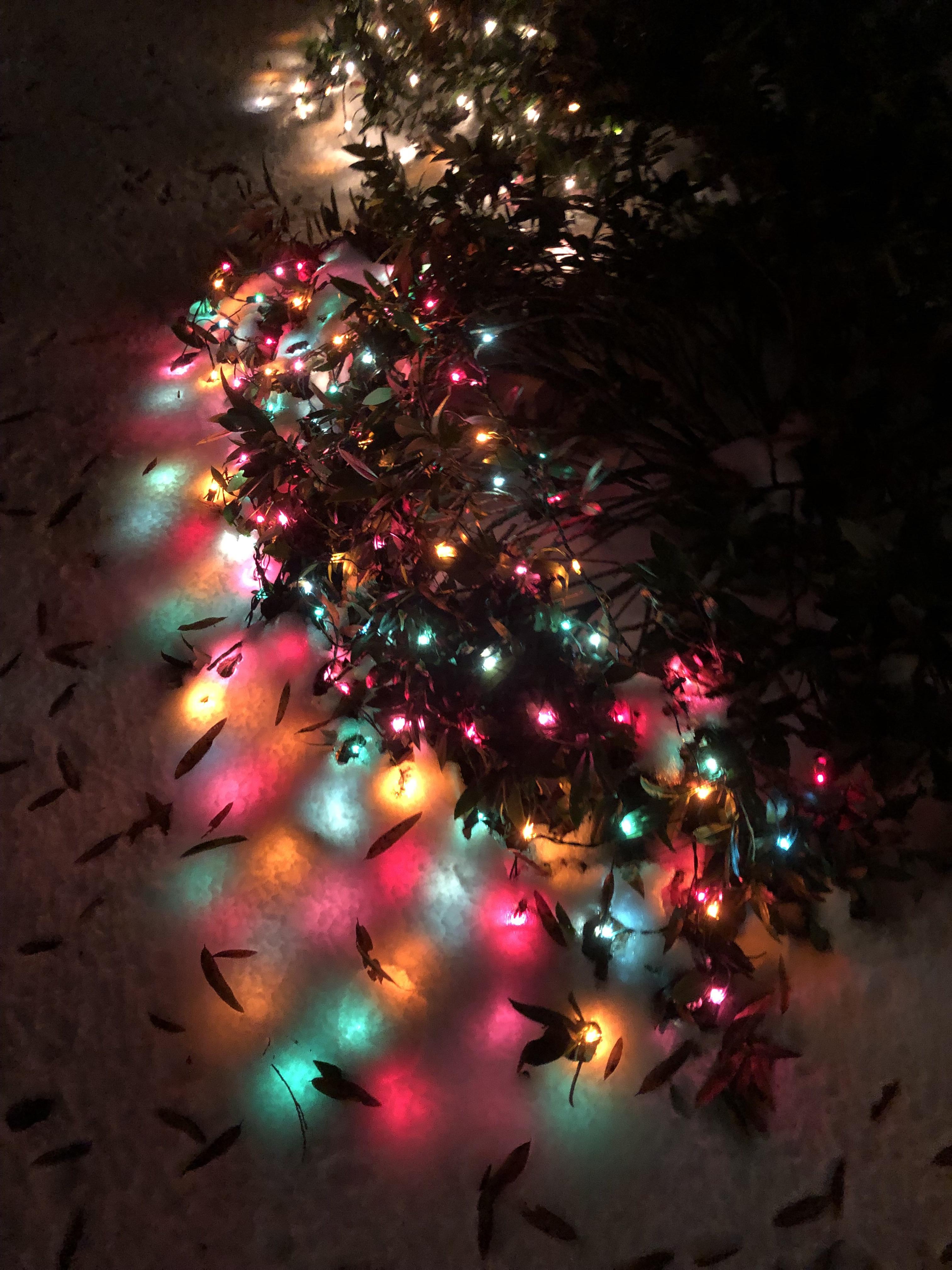Our xmas lights got covered by snow r/mildlyinteresting