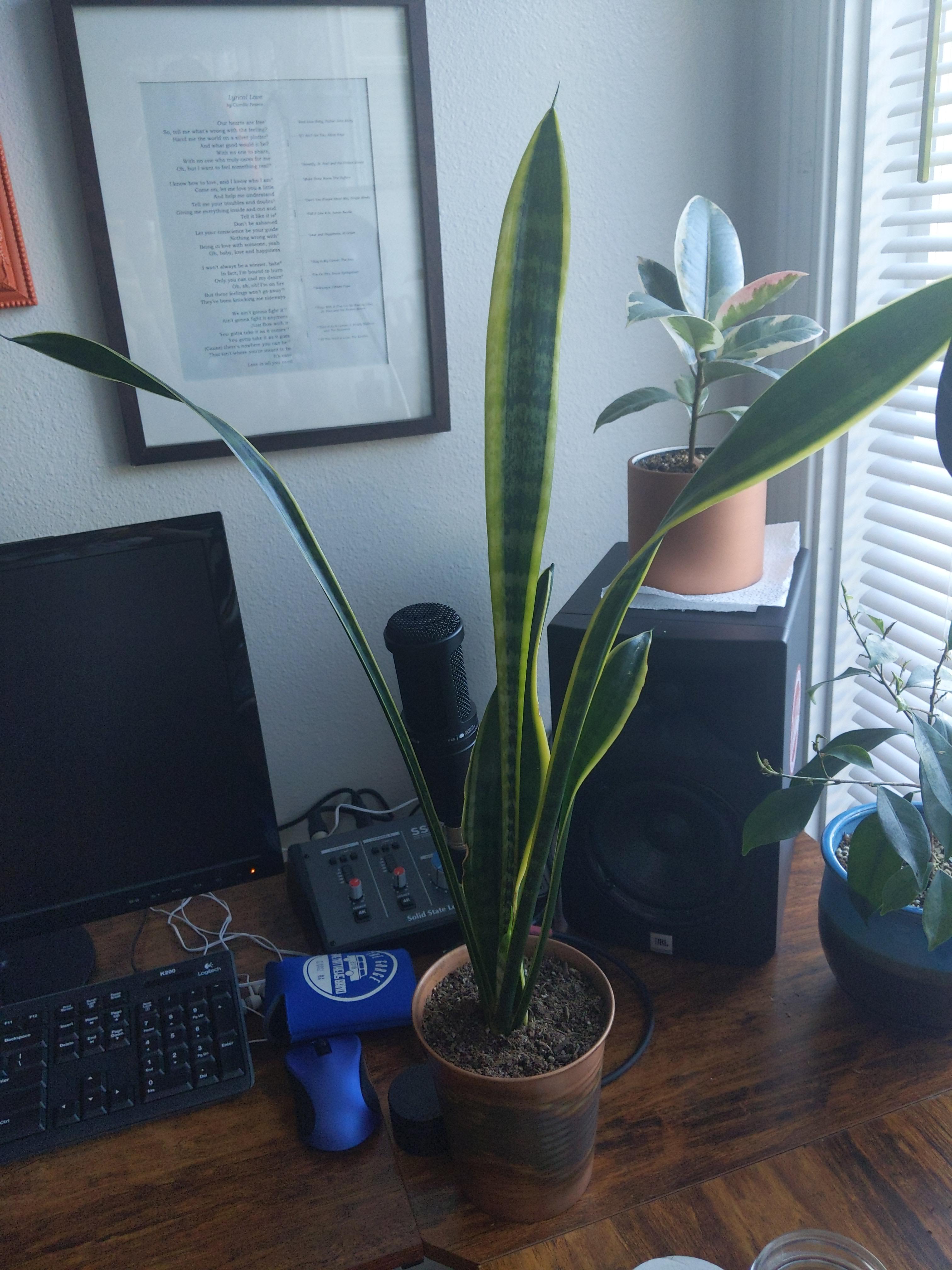 My snake plants leaves are getting skinny. Is it due to over watering