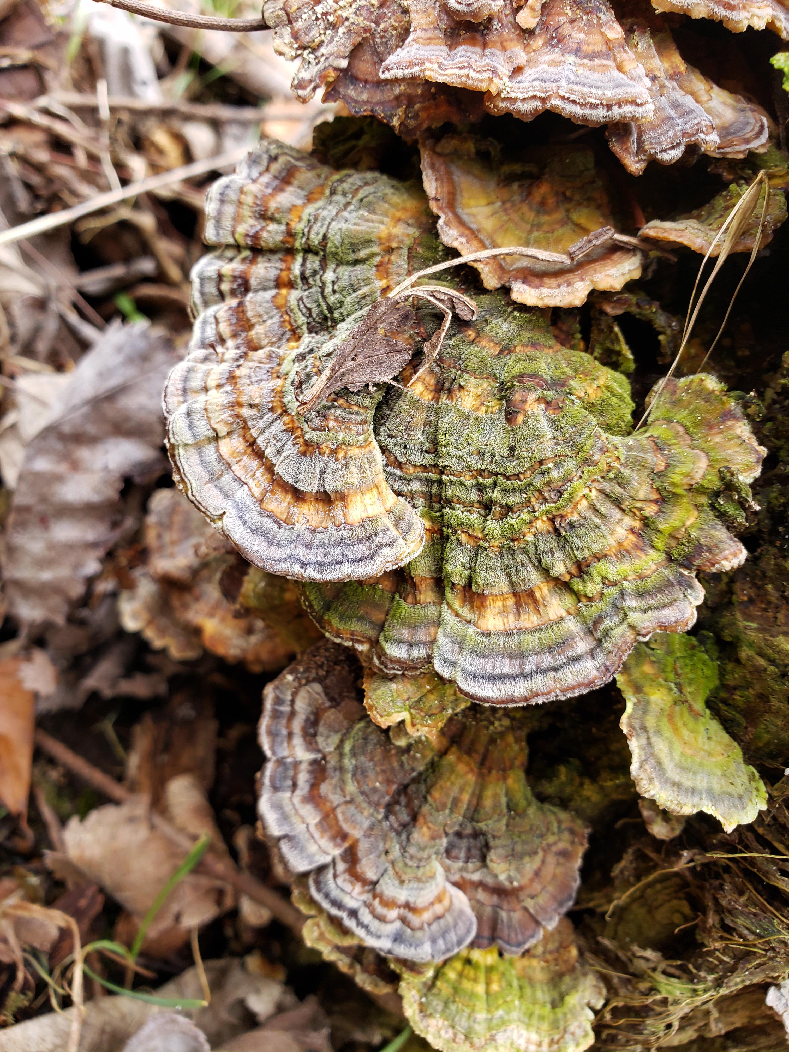 What seems to be a turkey tail mushroom I found hiking with my brother
