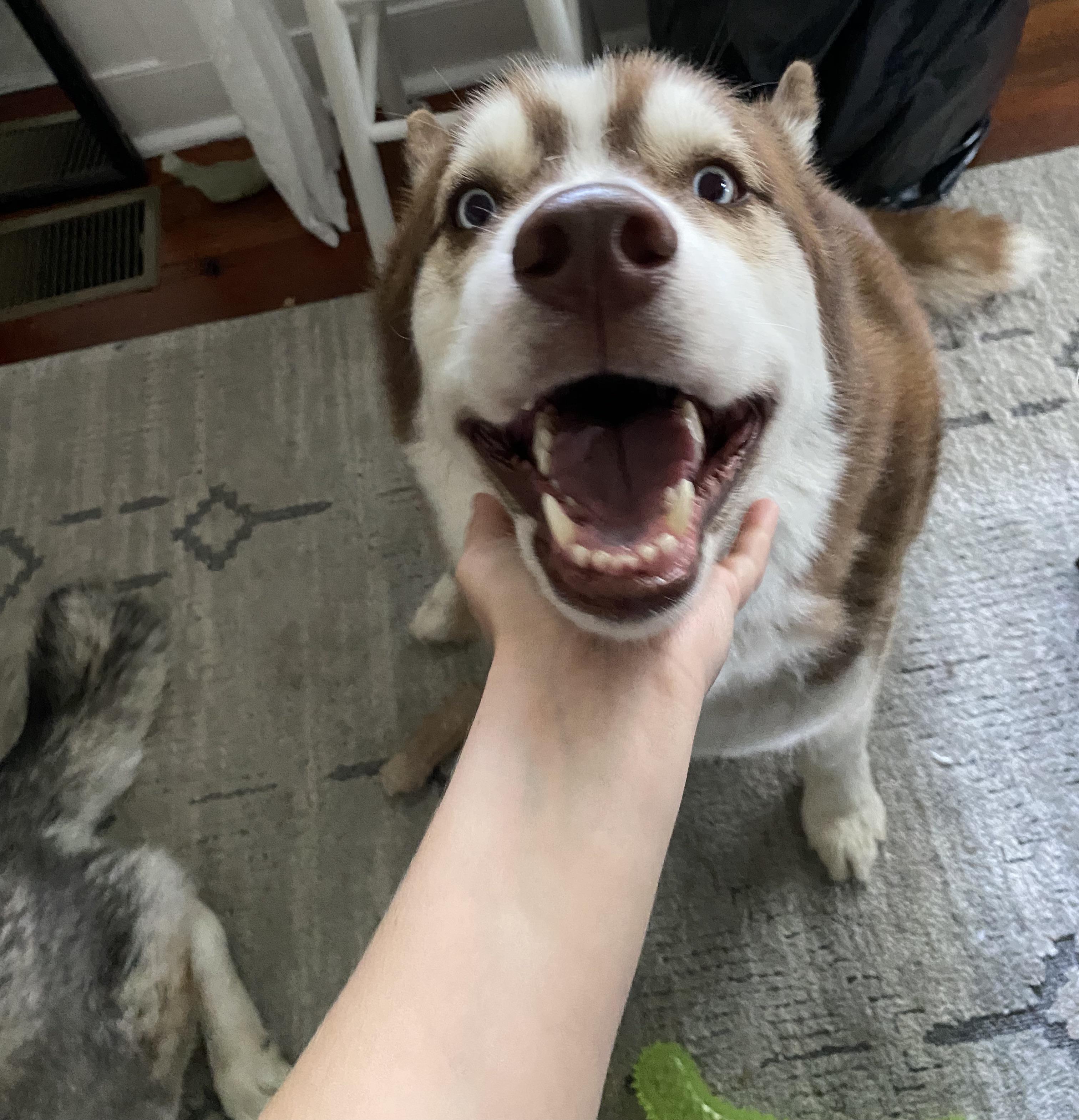A happy Bean r/husky