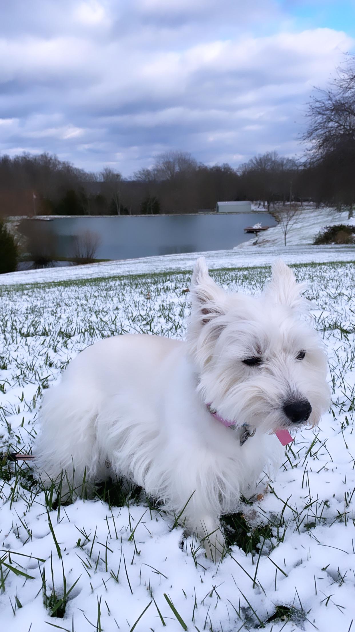 we don’t like the cold r/westies