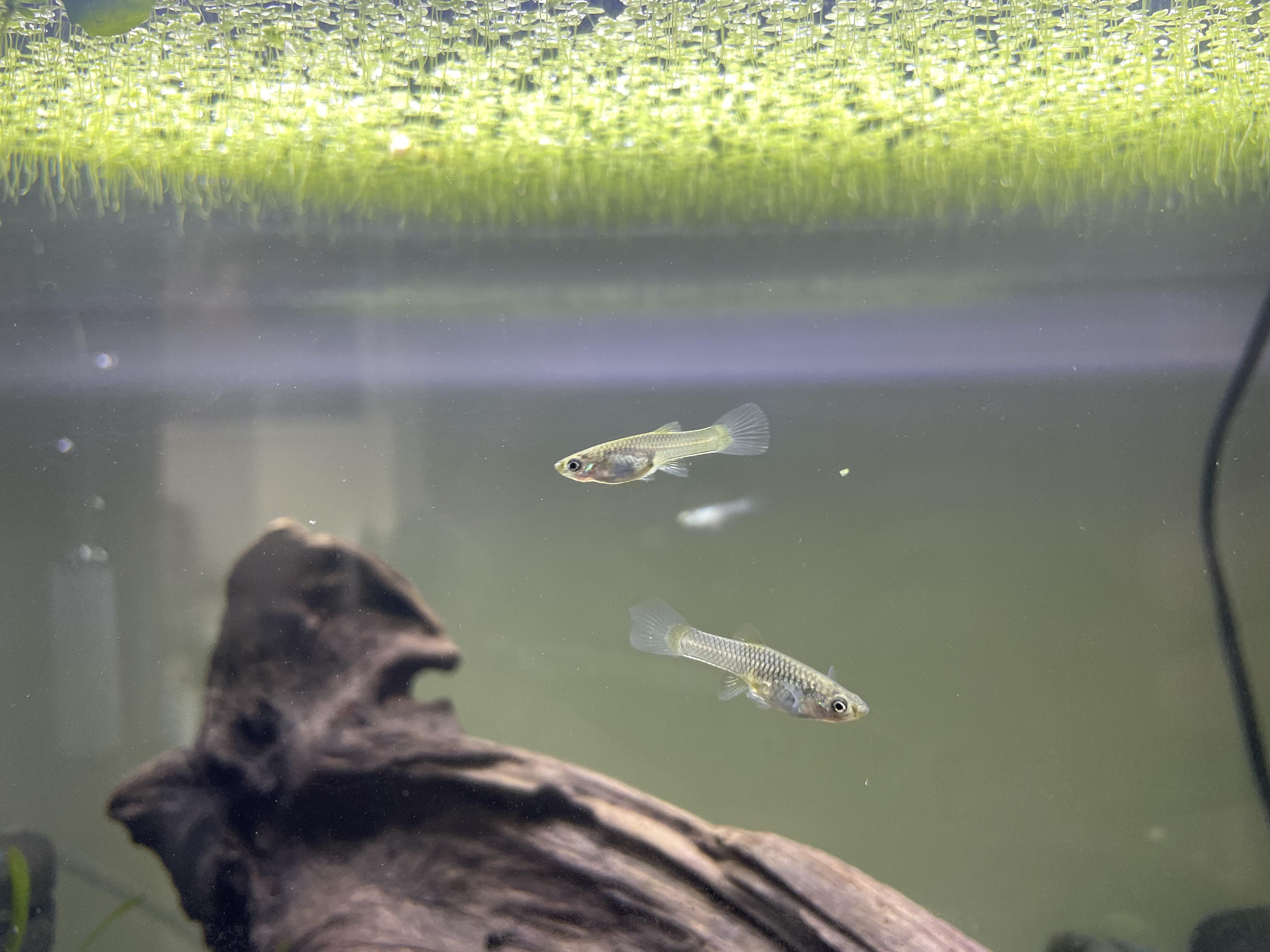 Not sure why they will not form color?? Over 60 days old. All levels