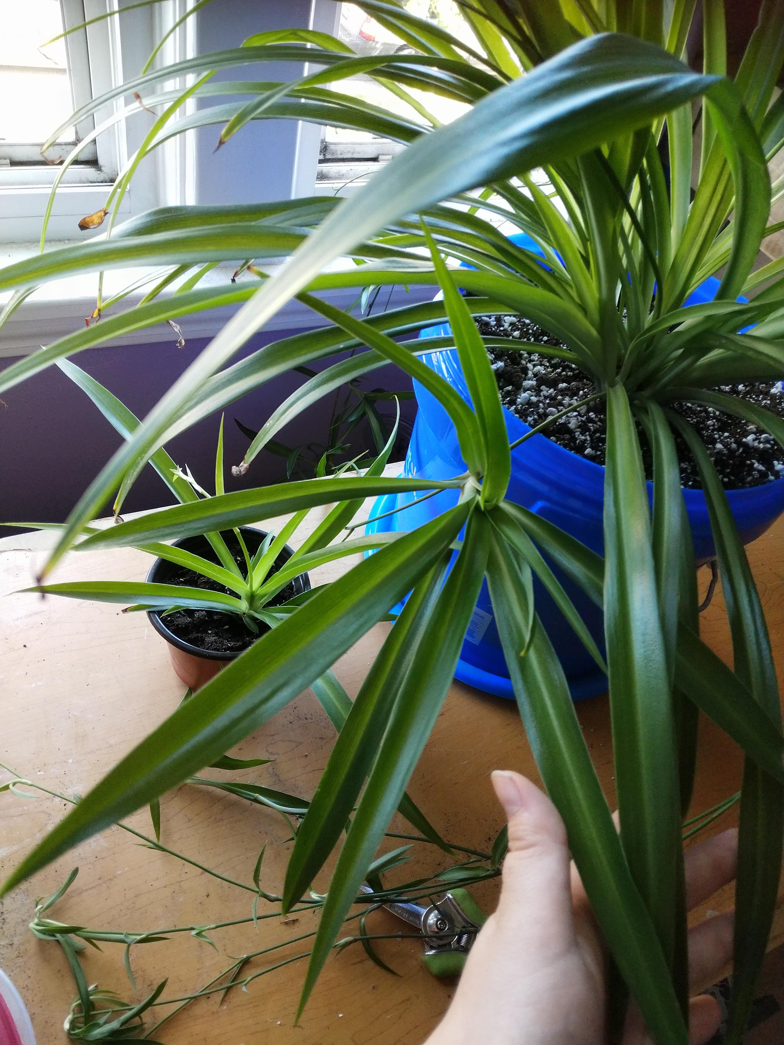 Unit of a baby spider plant still attatched, next to one in a small