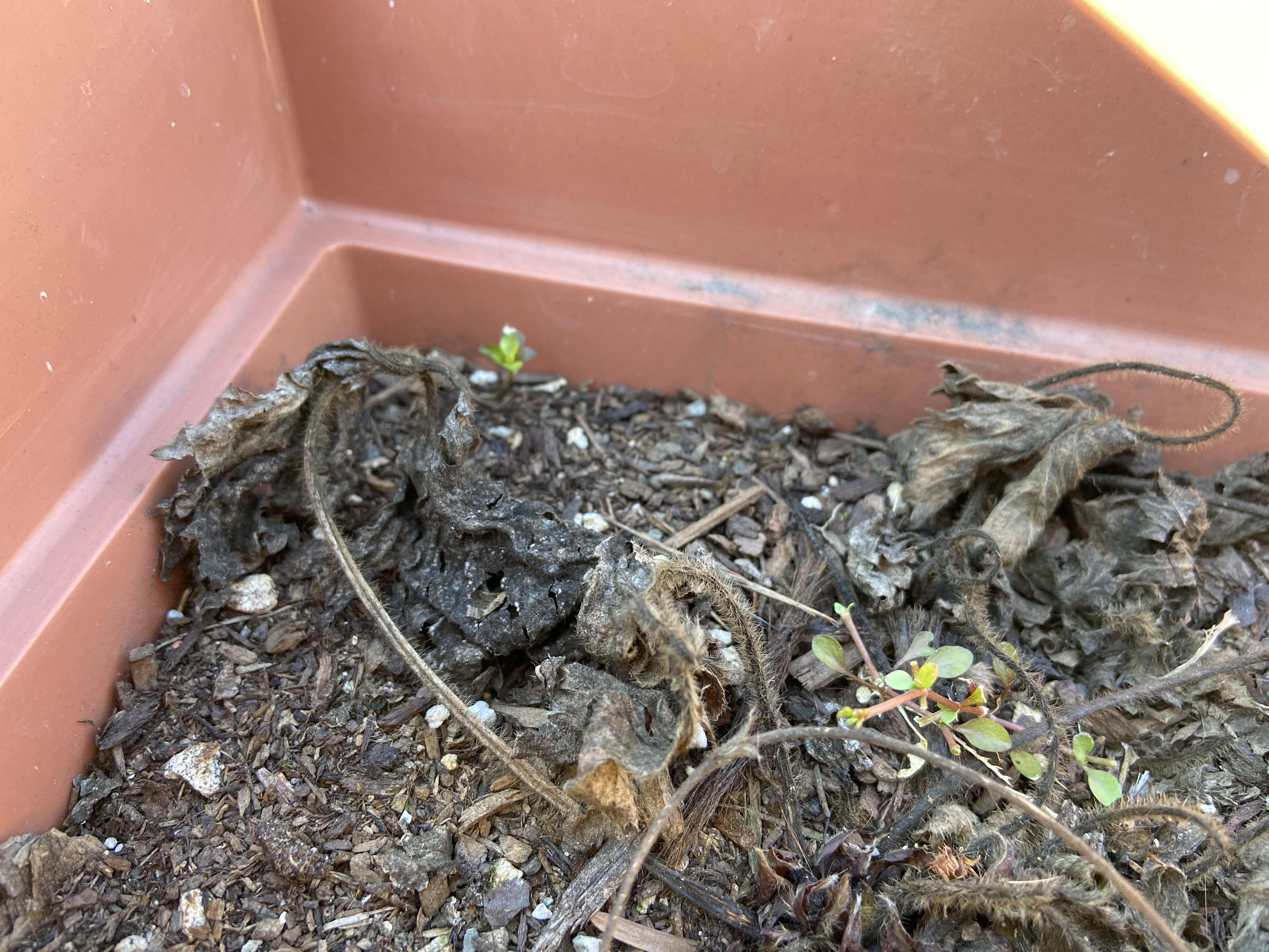 This (very ignored) planter had strawberries in it last year and has