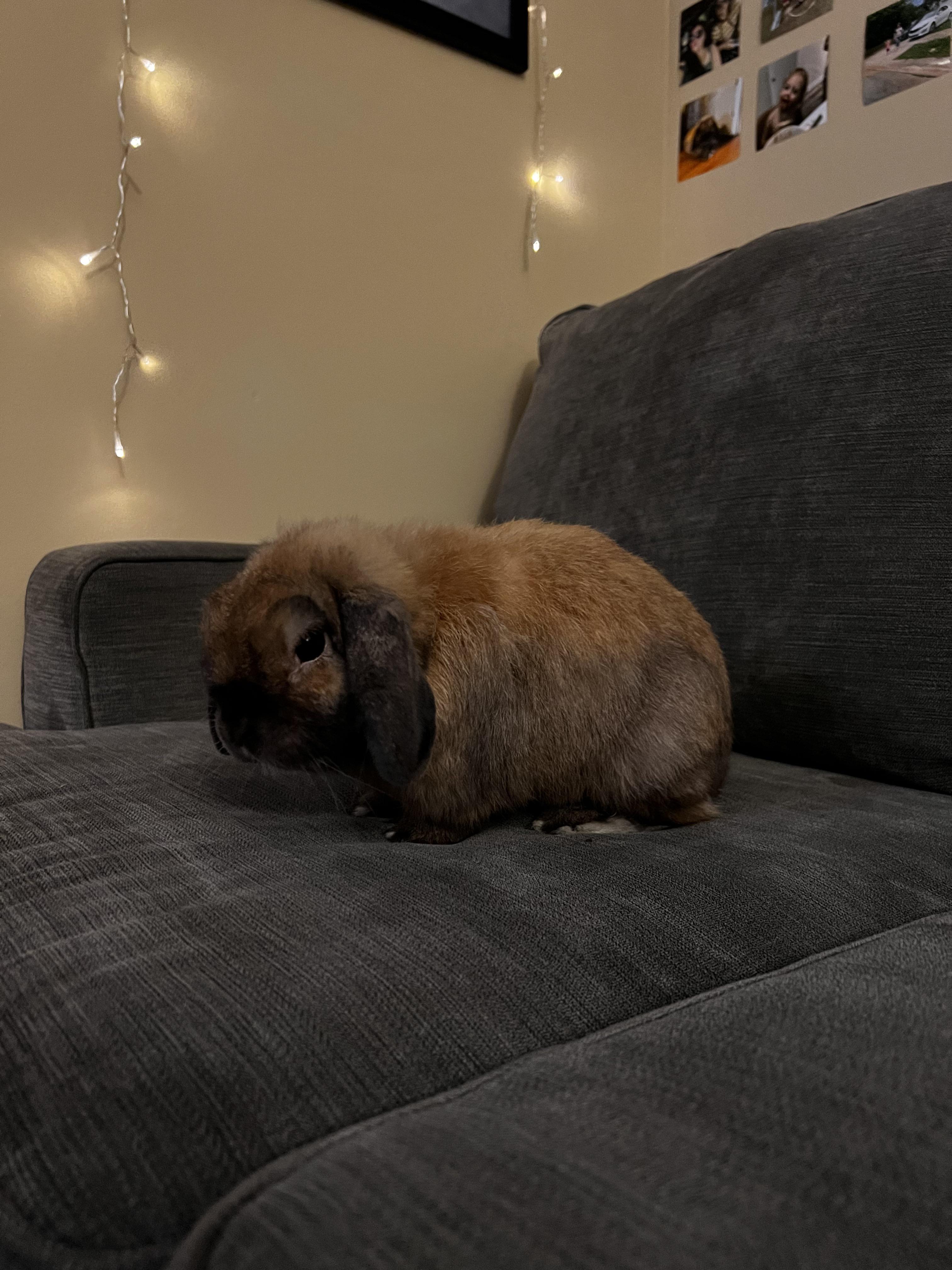 my holland lop will only eat alfalfa hay, is this normal? he won’t eat