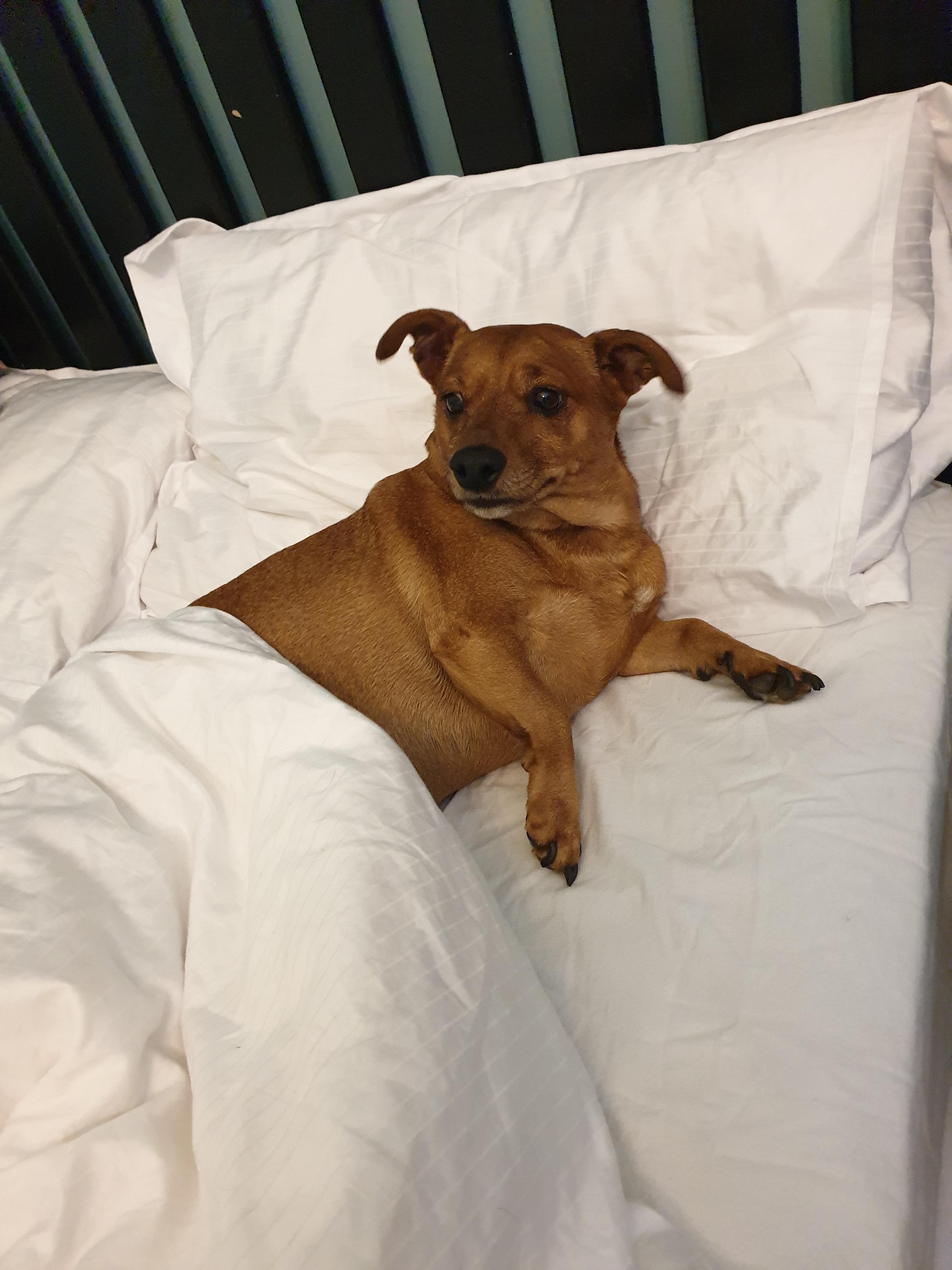 She steals my spot in bed almost as much as she steals my heart! r