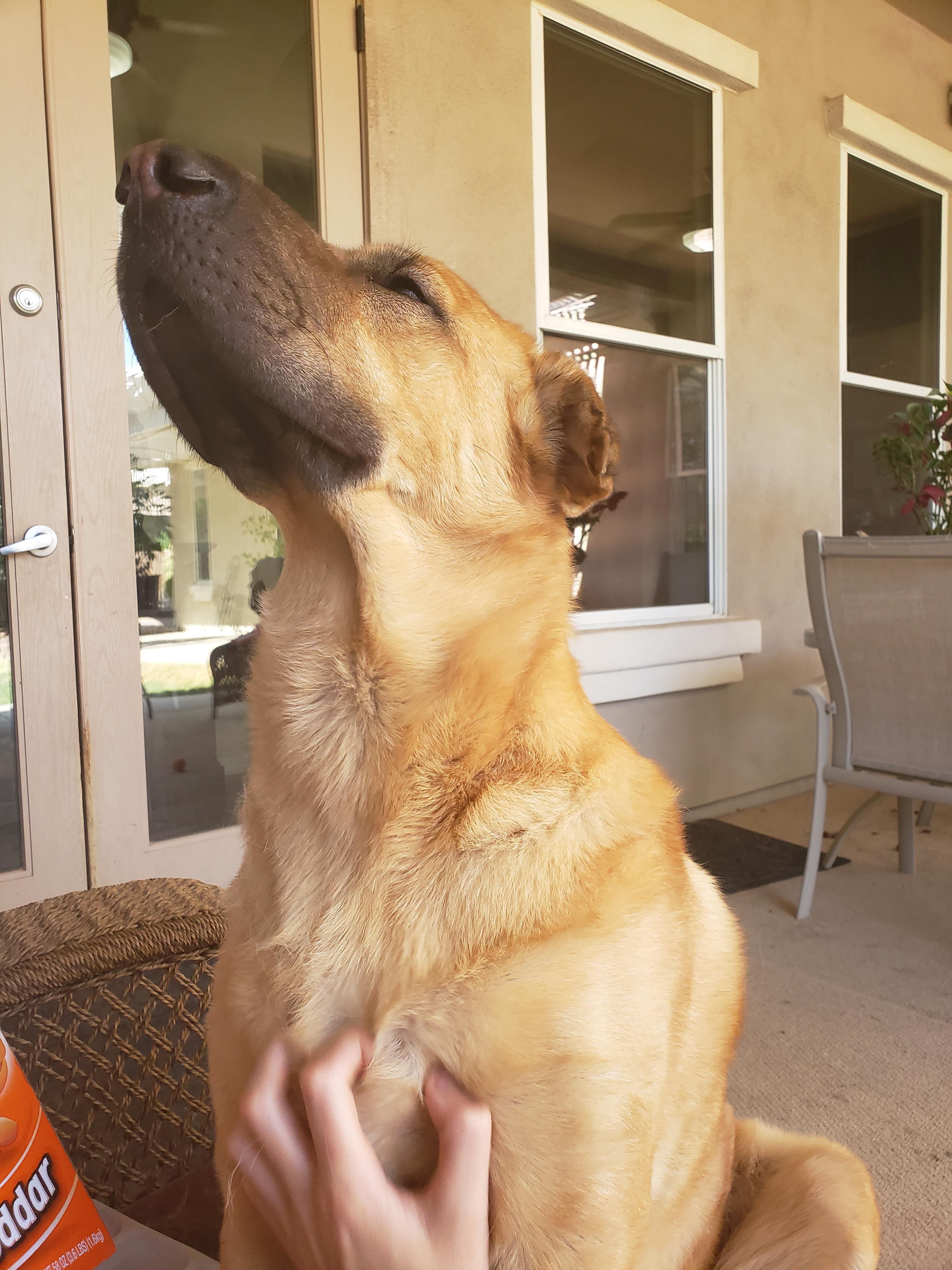 My dog looks so proud of himself when I pet him! aww
