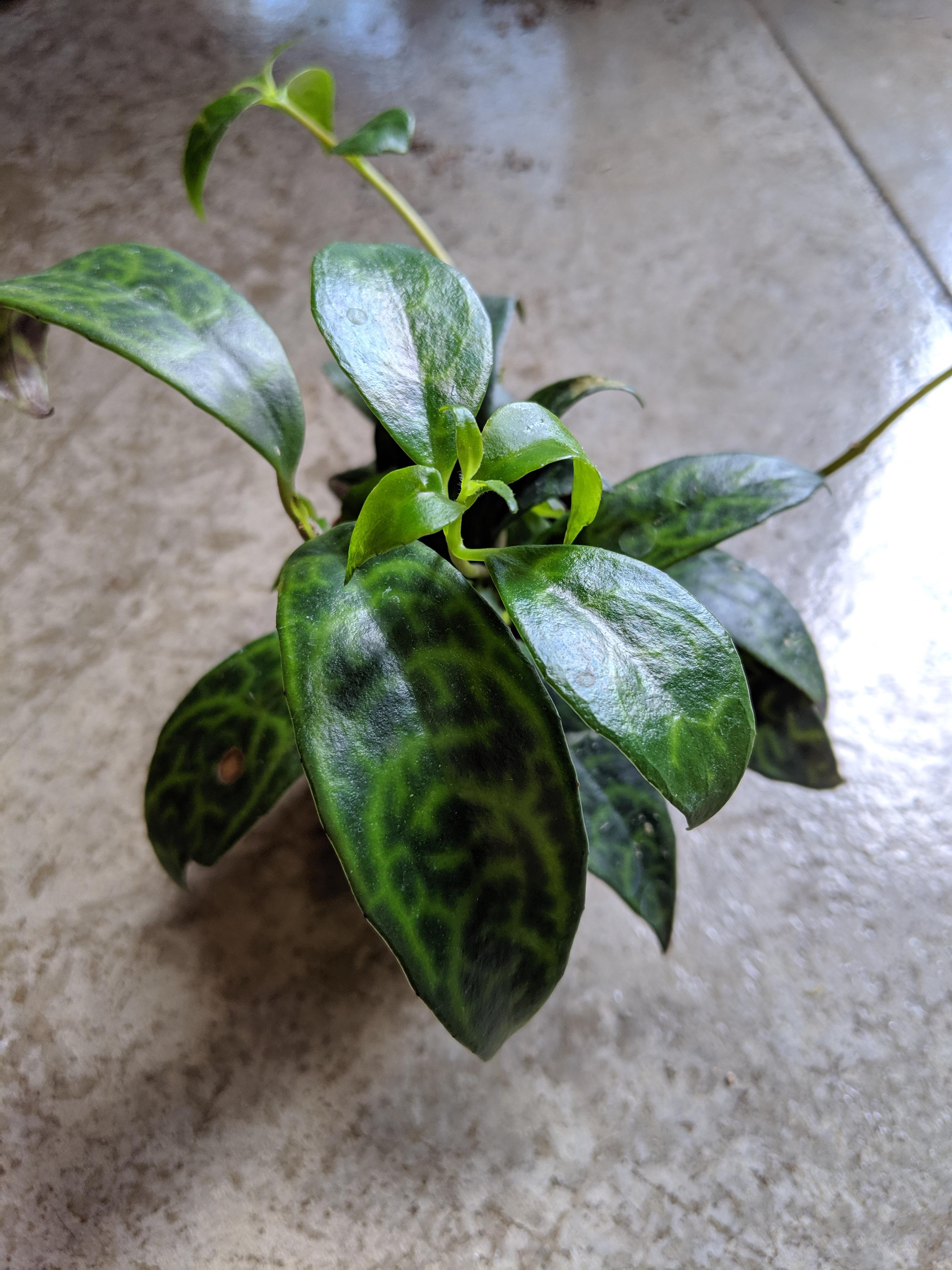 Leaf Hoya Plant Identification Conejisho