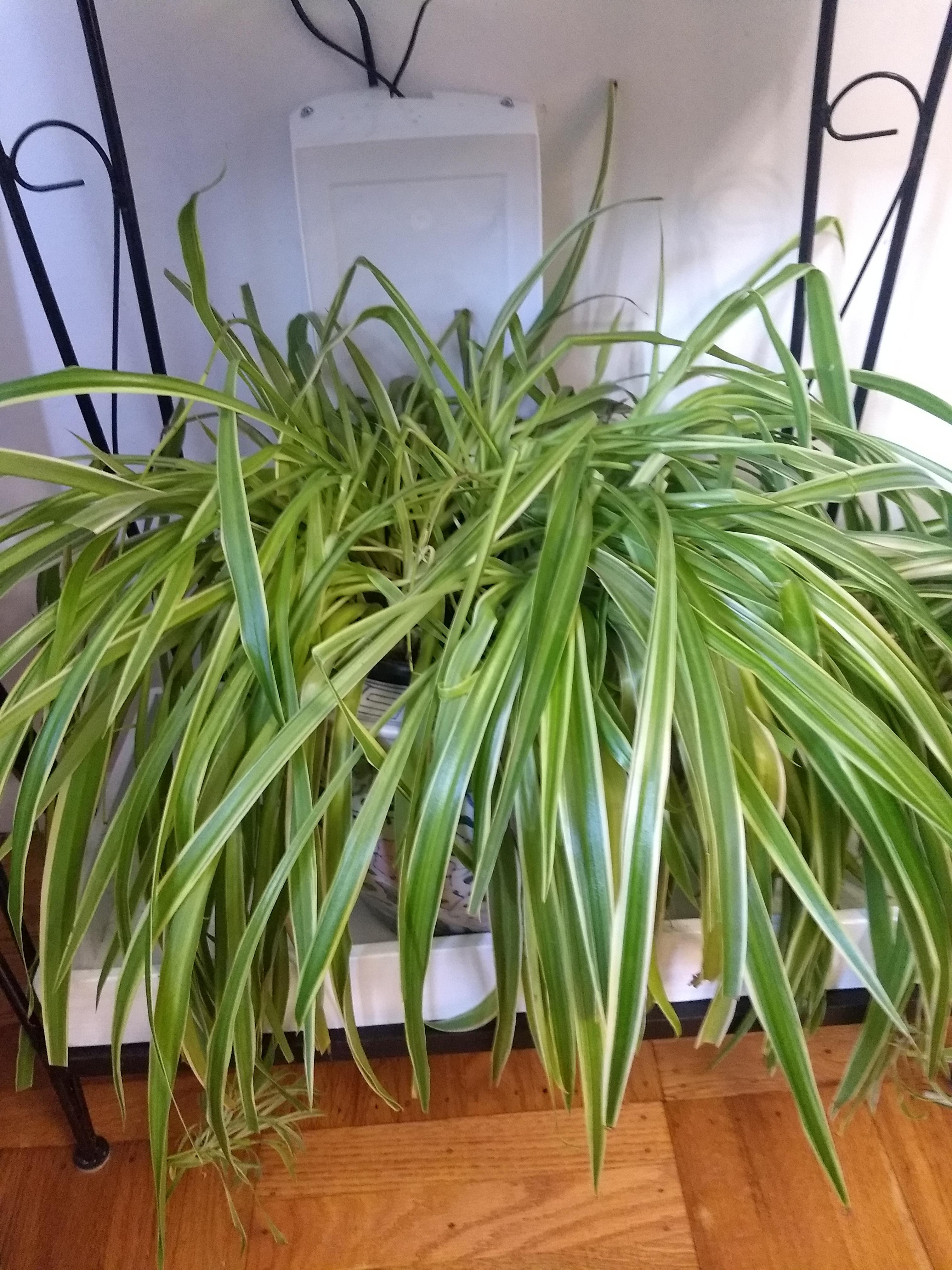 Droopy spider plants r/plantclinic