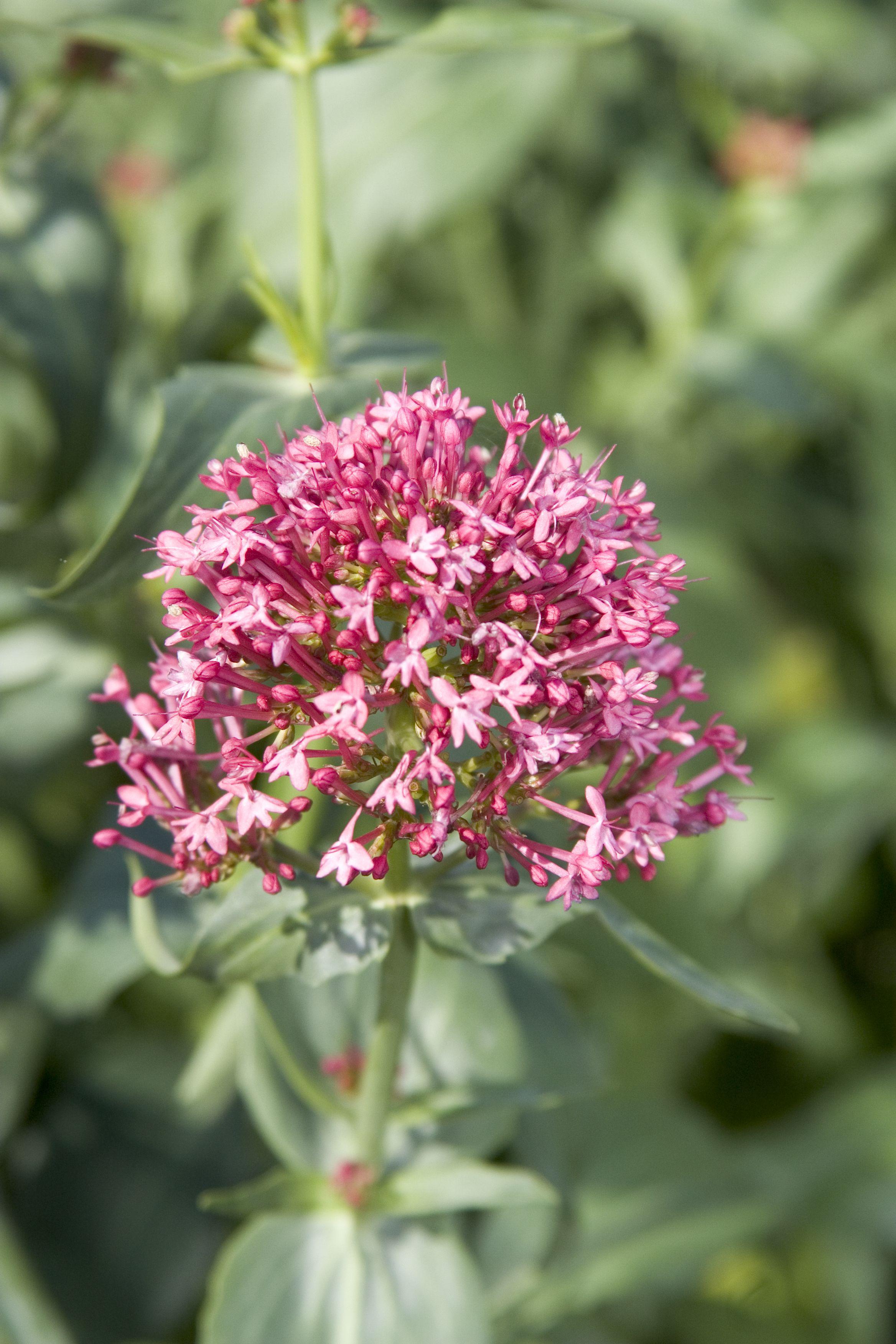 Red Valerian (Centranthus ruber) r/BotanicalPorn