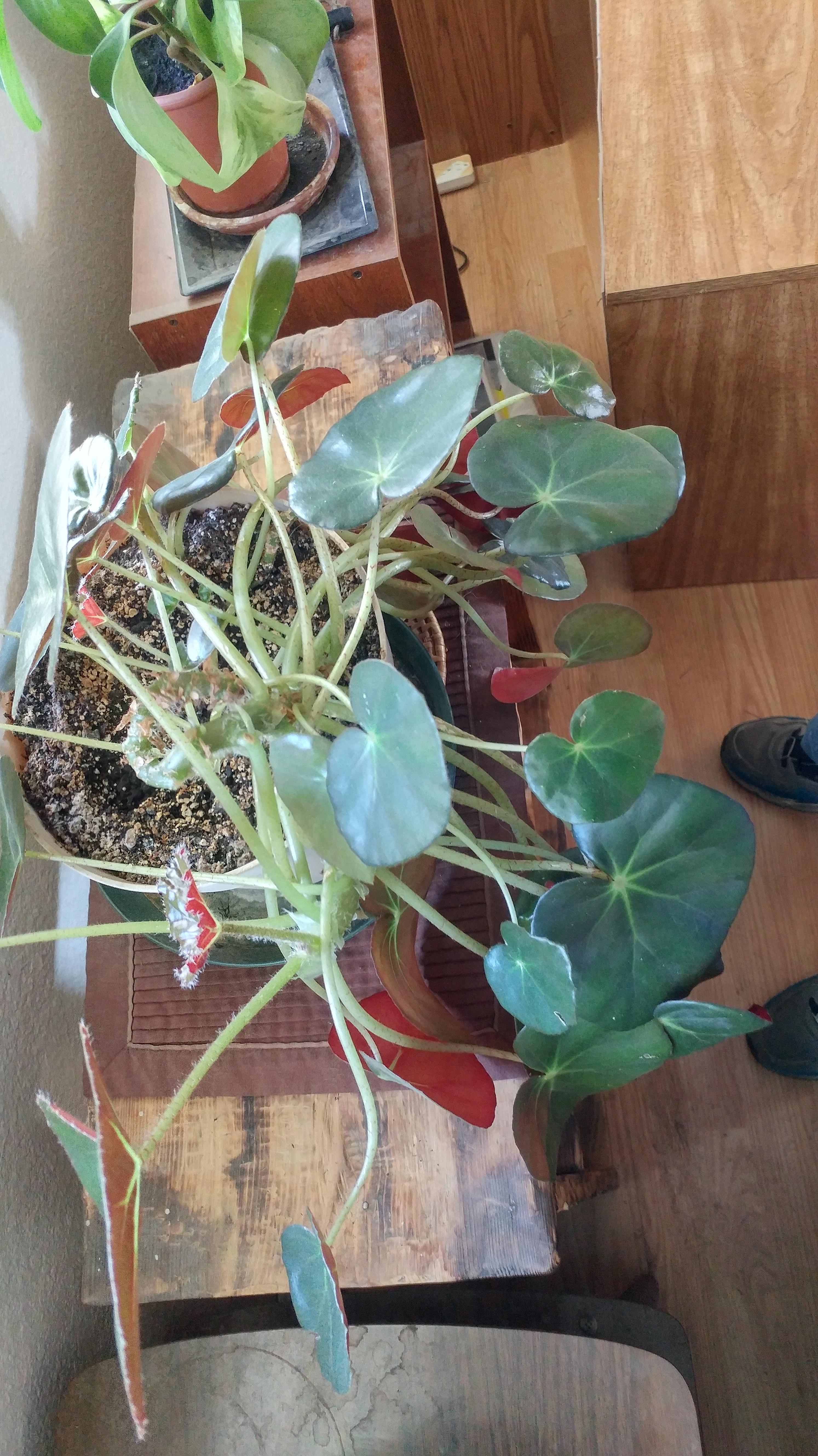 What is this household plant in washington? r/whatsthisplant