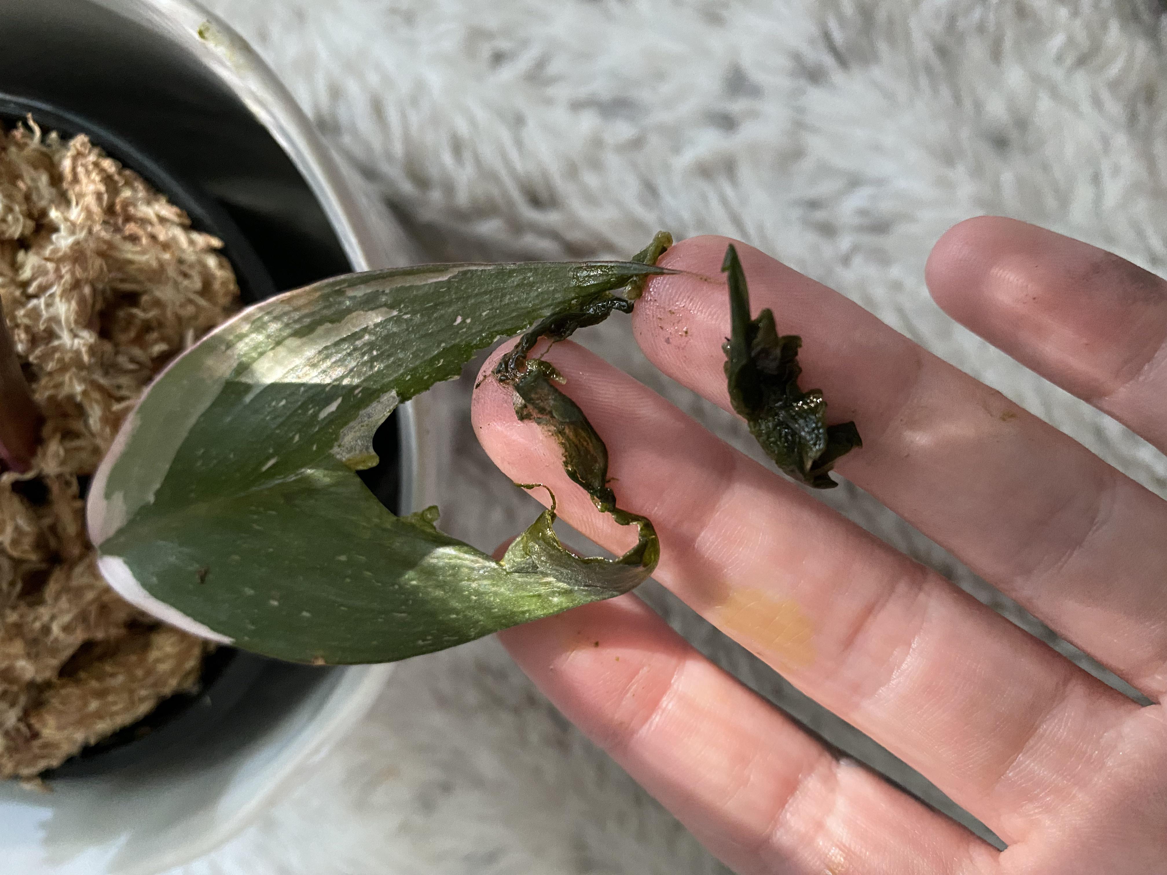 Pink Princess leaf was sticky feeling and ripped when I touched it. It