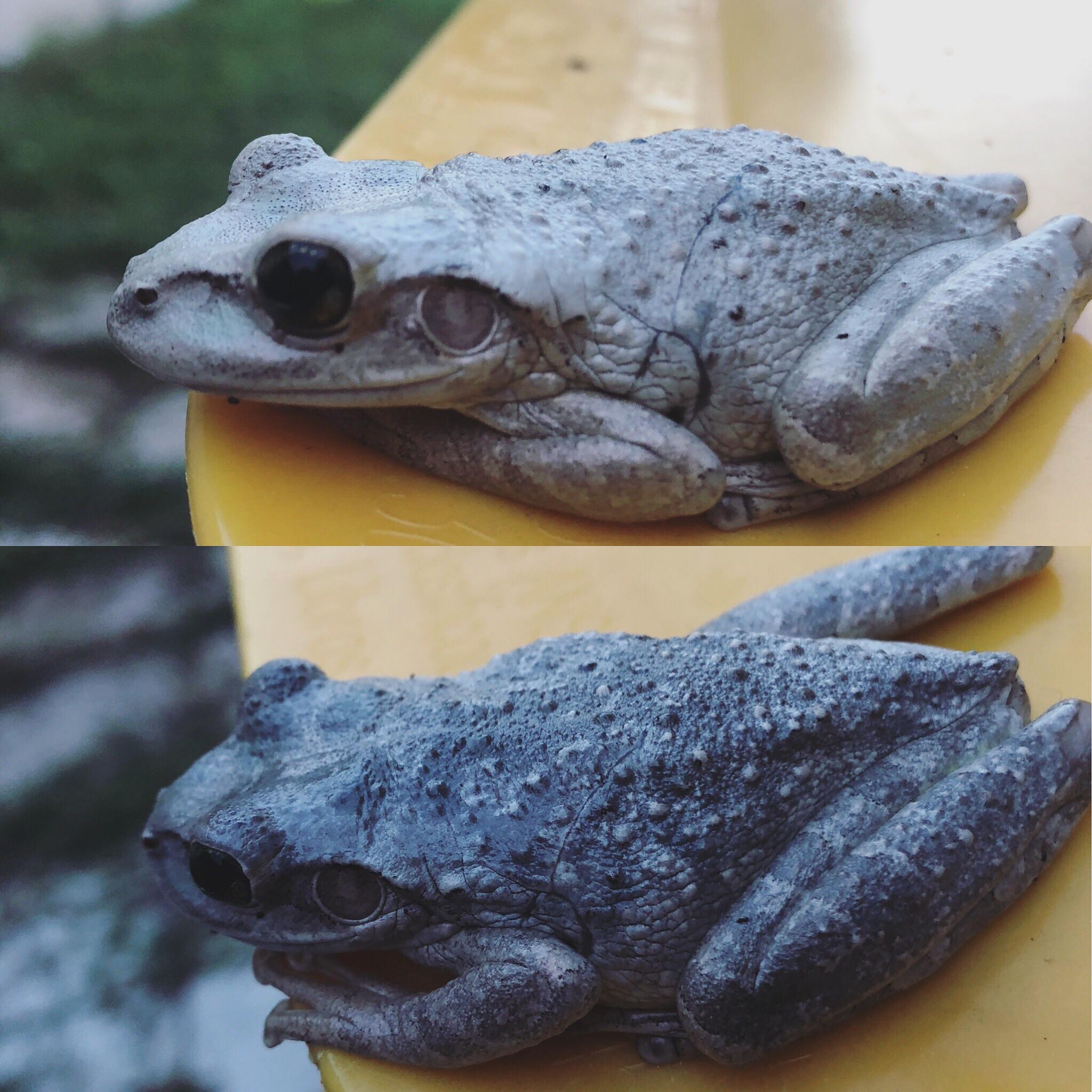 🔥 Cuban Tree Frog This frog can change color between white, grey