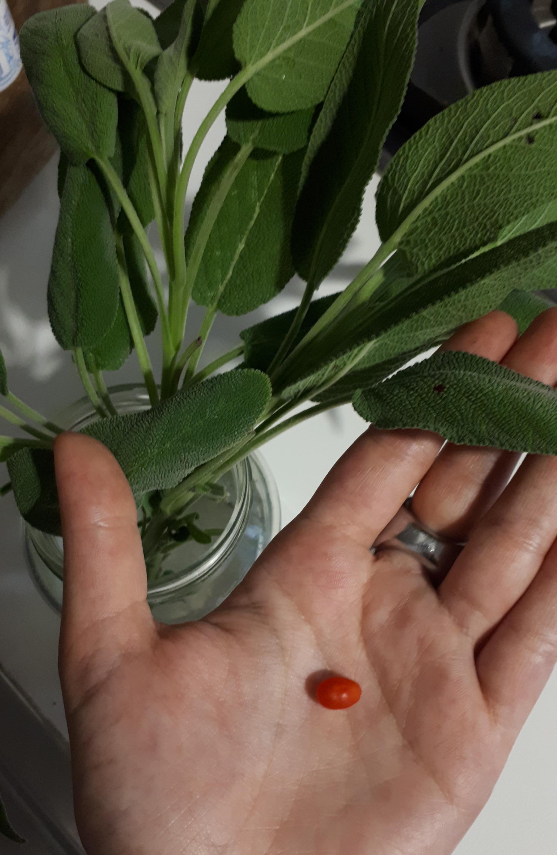 Today's harvest sage and tiny tomato r/vegetablegardening