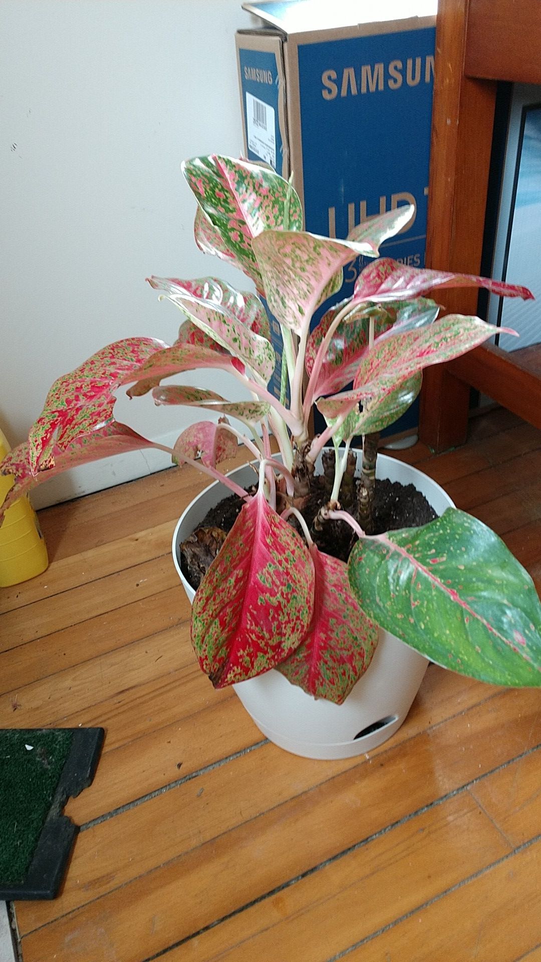 My red aglaonema's bottom leaves are drooping and soft. Am I not