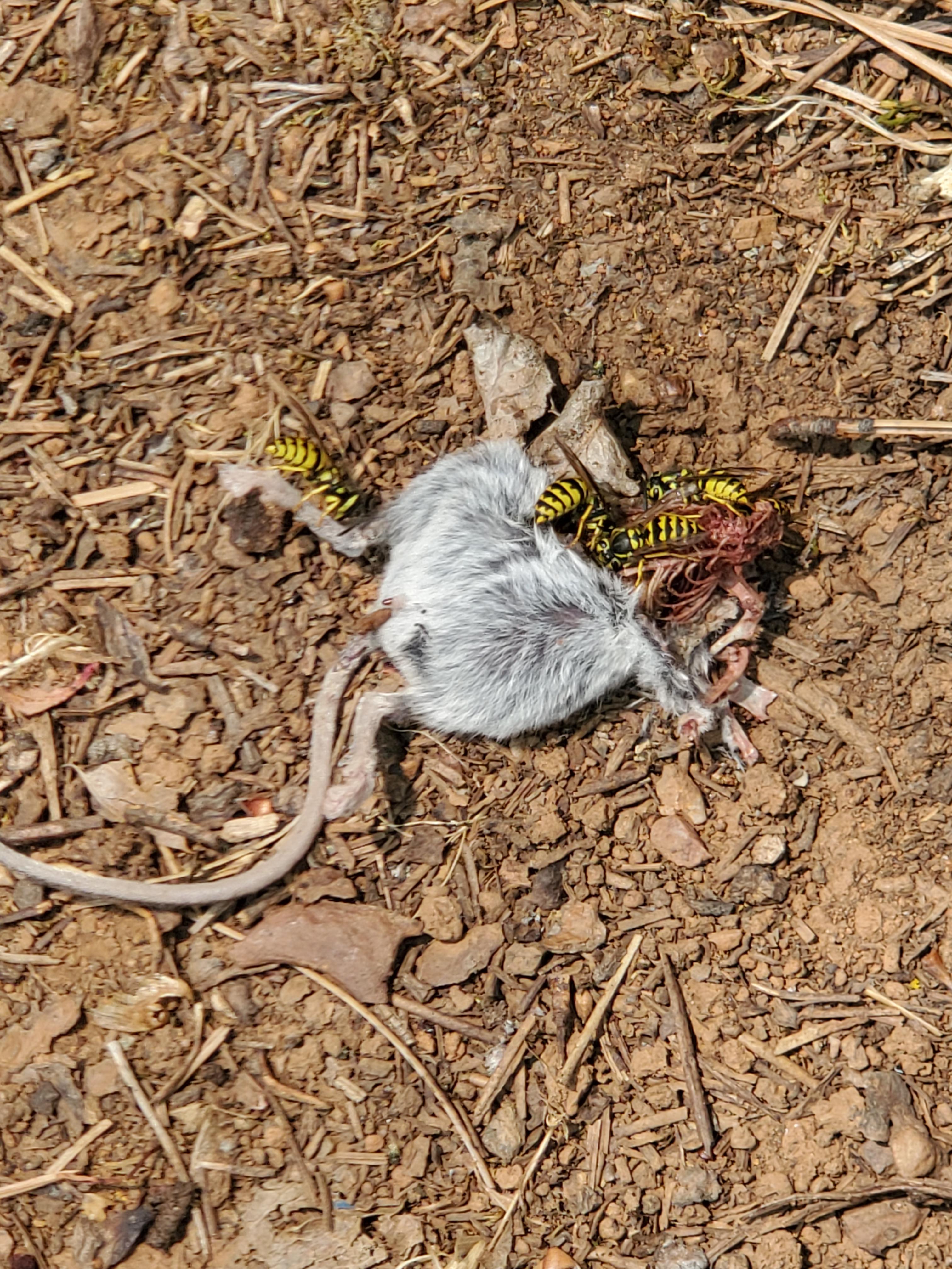 found half a mouse... wasps are eating it r/natureismetal