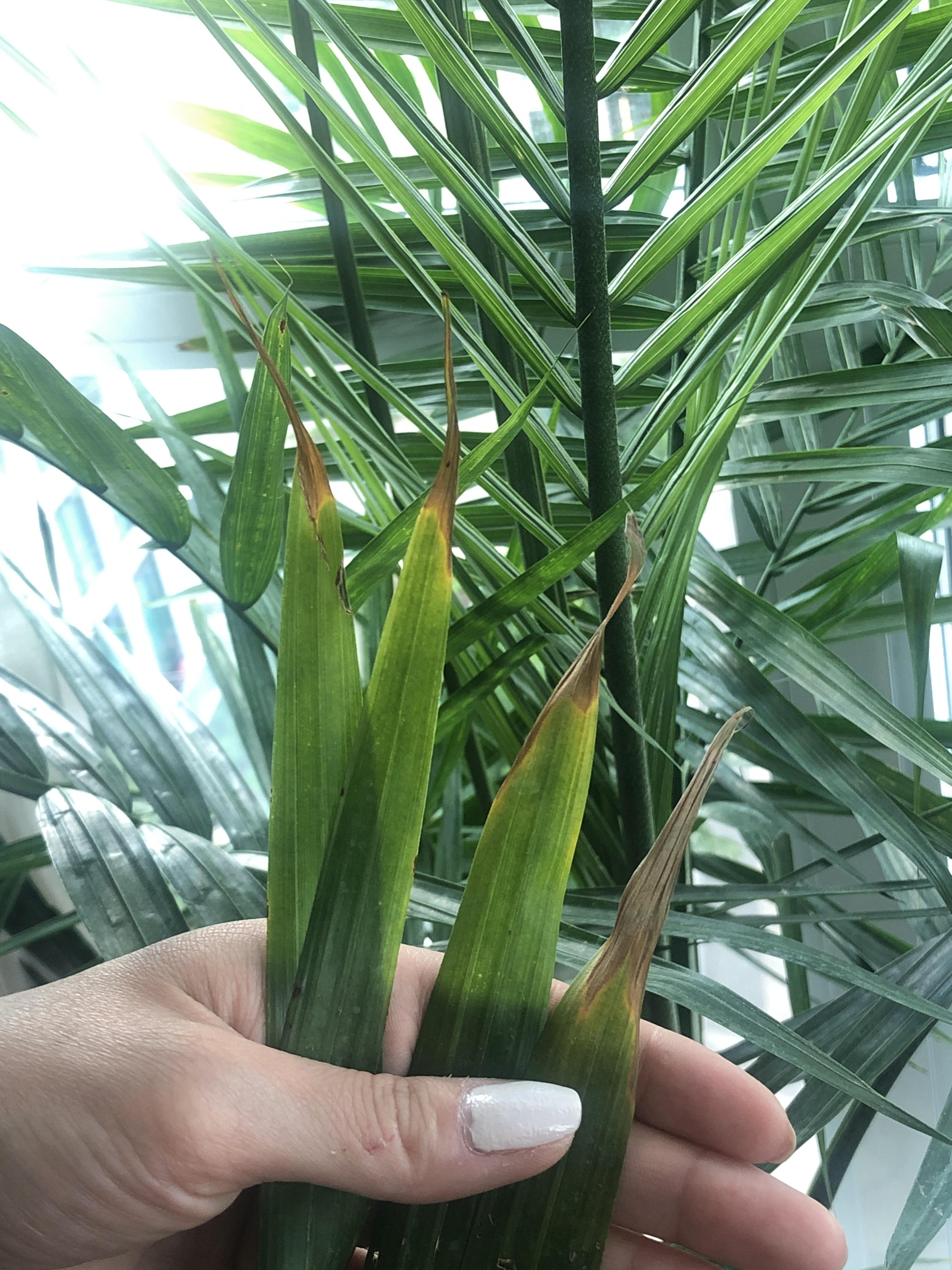 Just tell me what you want!! 😩 Majestic Palm leaves are brown at the