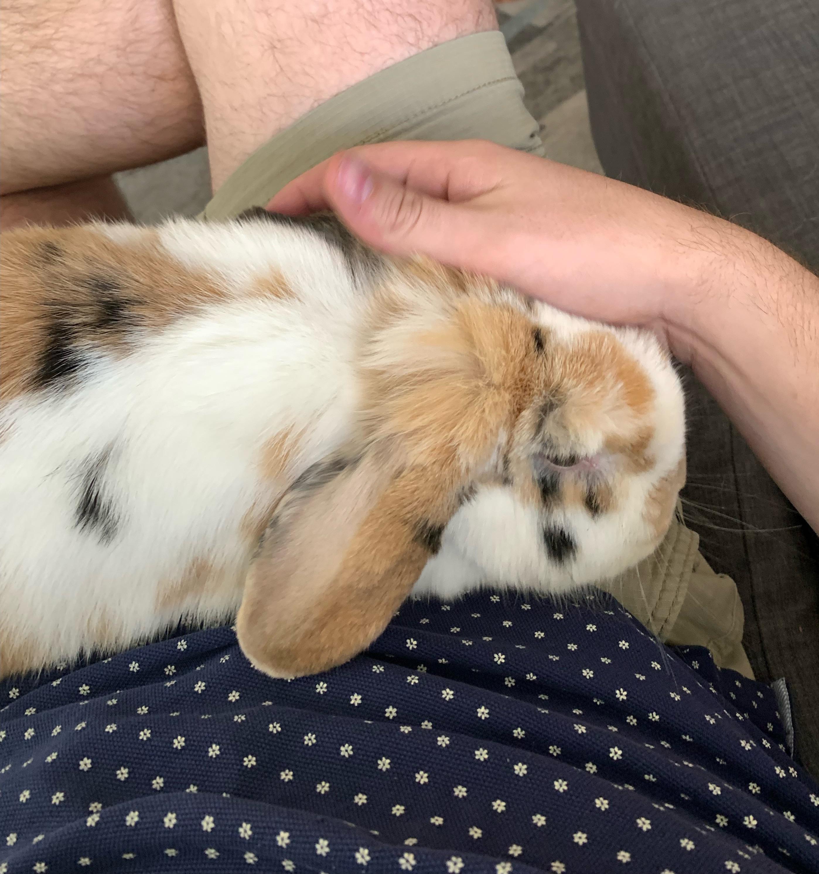 Lady bun just got fixed. Any tips to make her comfy? r/Rabbits