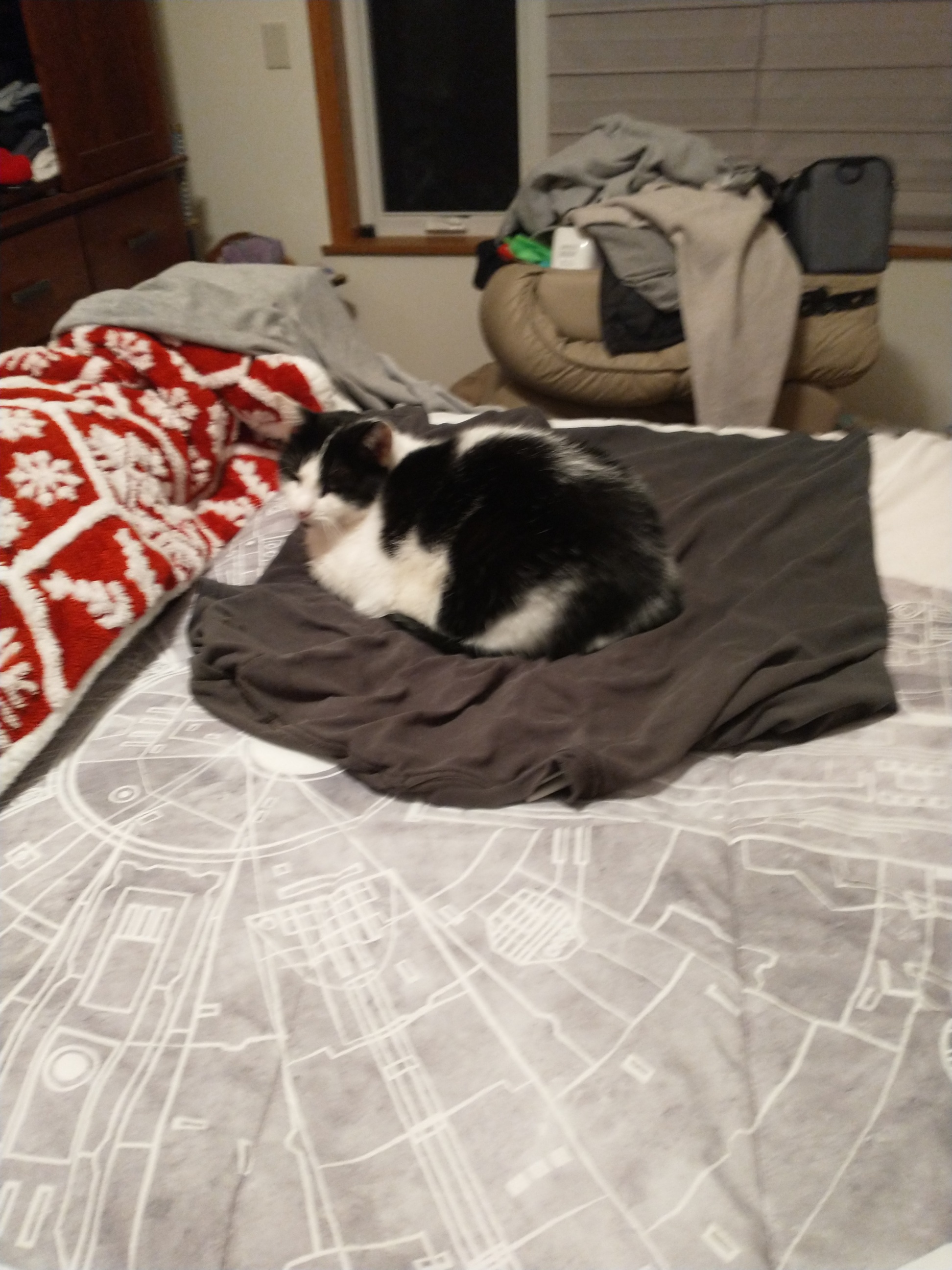 Wife was getting mad about the cat hair on the bed. So I put down my t