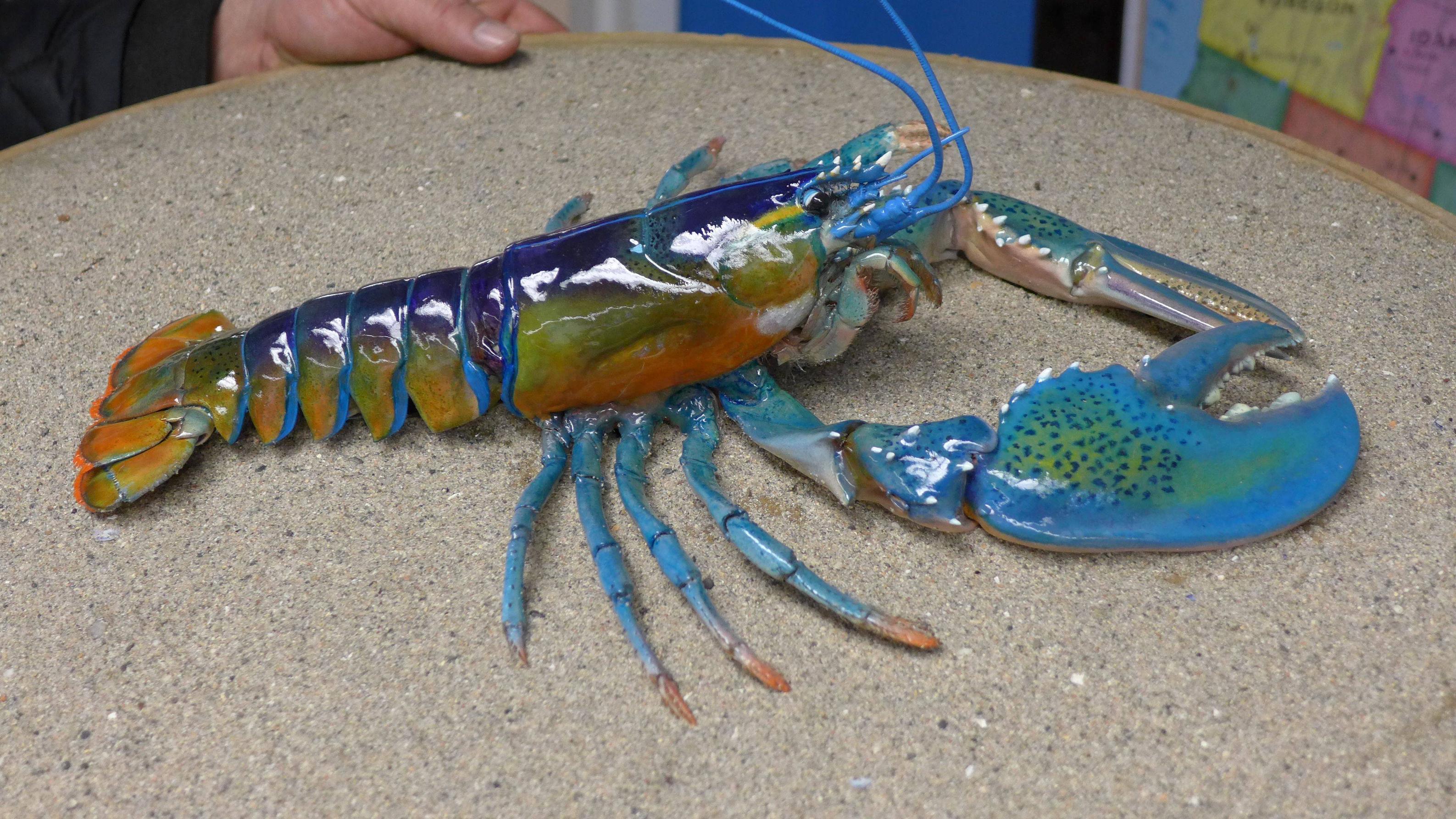 Last one for me. Be amazed by the Calico Lobster. r/Damnthatsinteresting