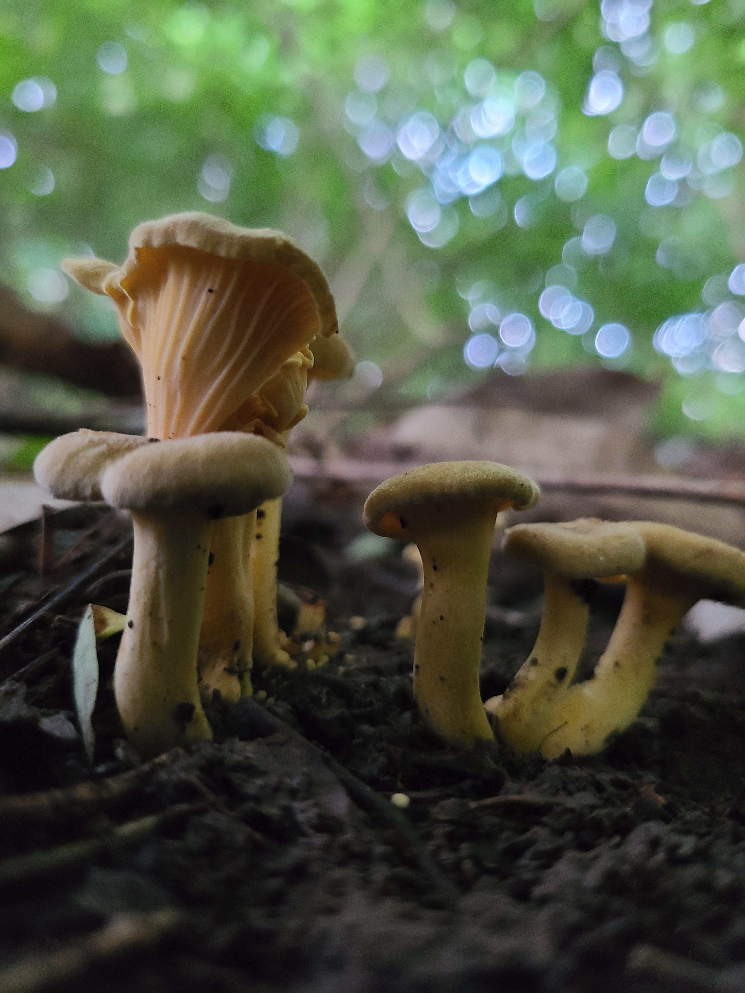 First Chanterelles of the season for me here in Missouri. Been finding