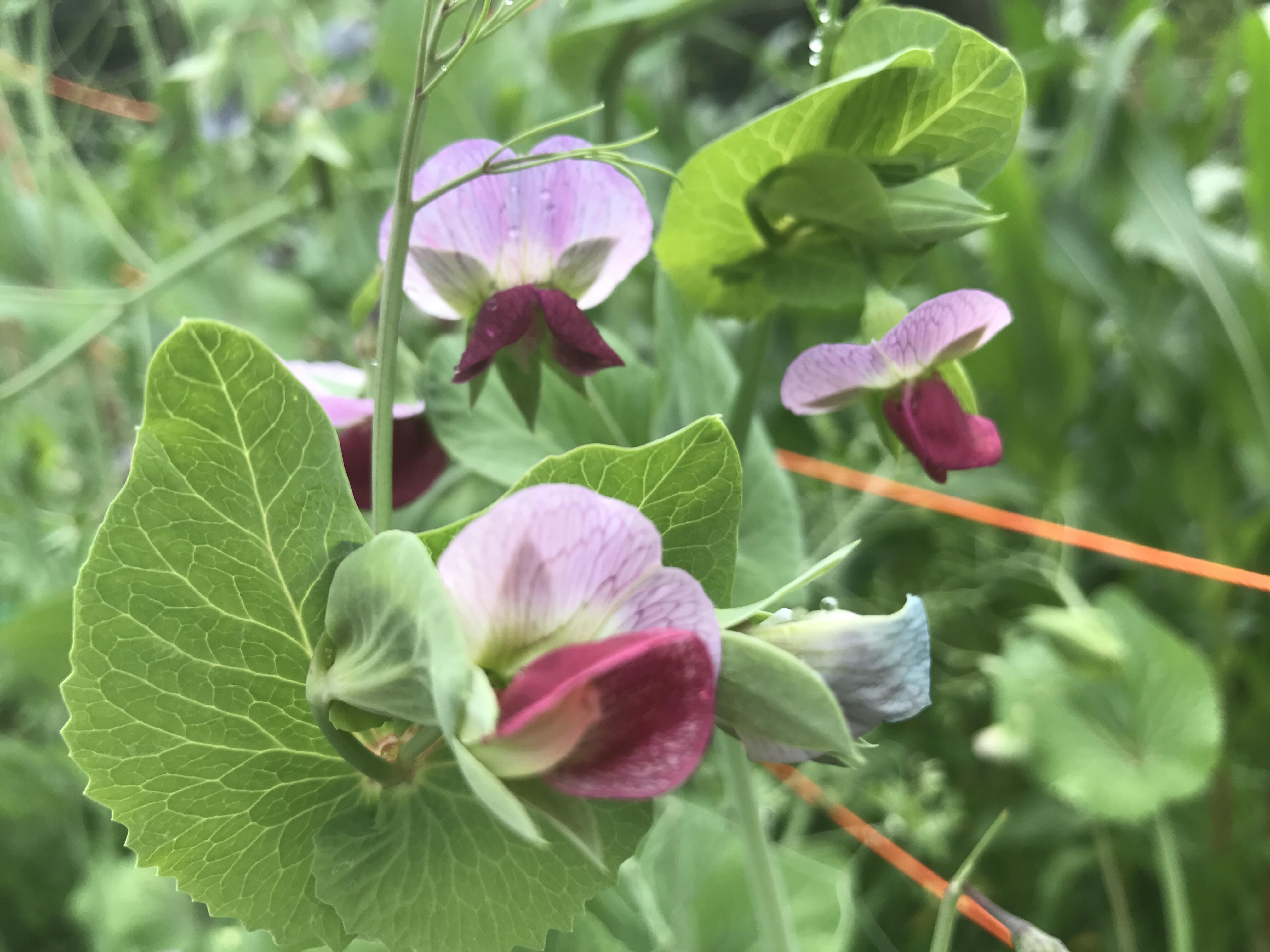Look at these beautiful sweet pea blossoms! The peas are going to be