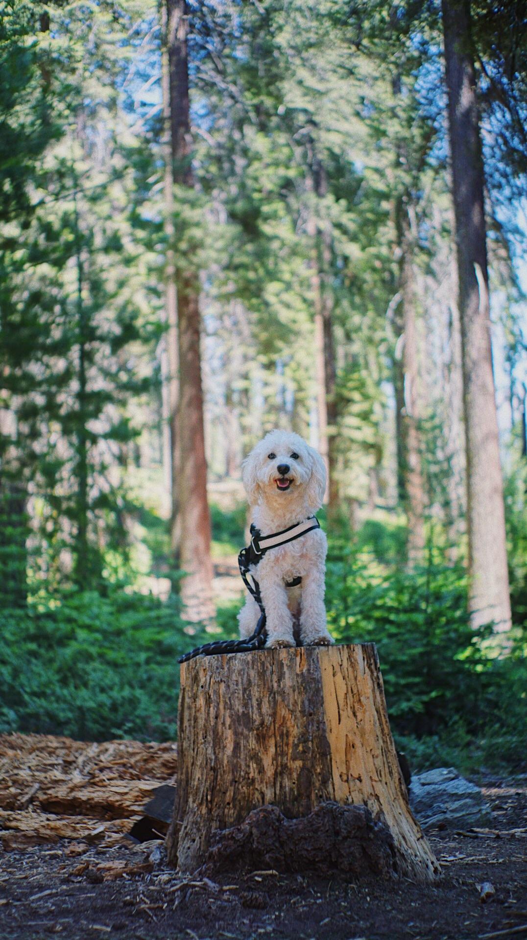 My dog, Jordan, at Sequoia National Park! 🤠 r/NationalPark