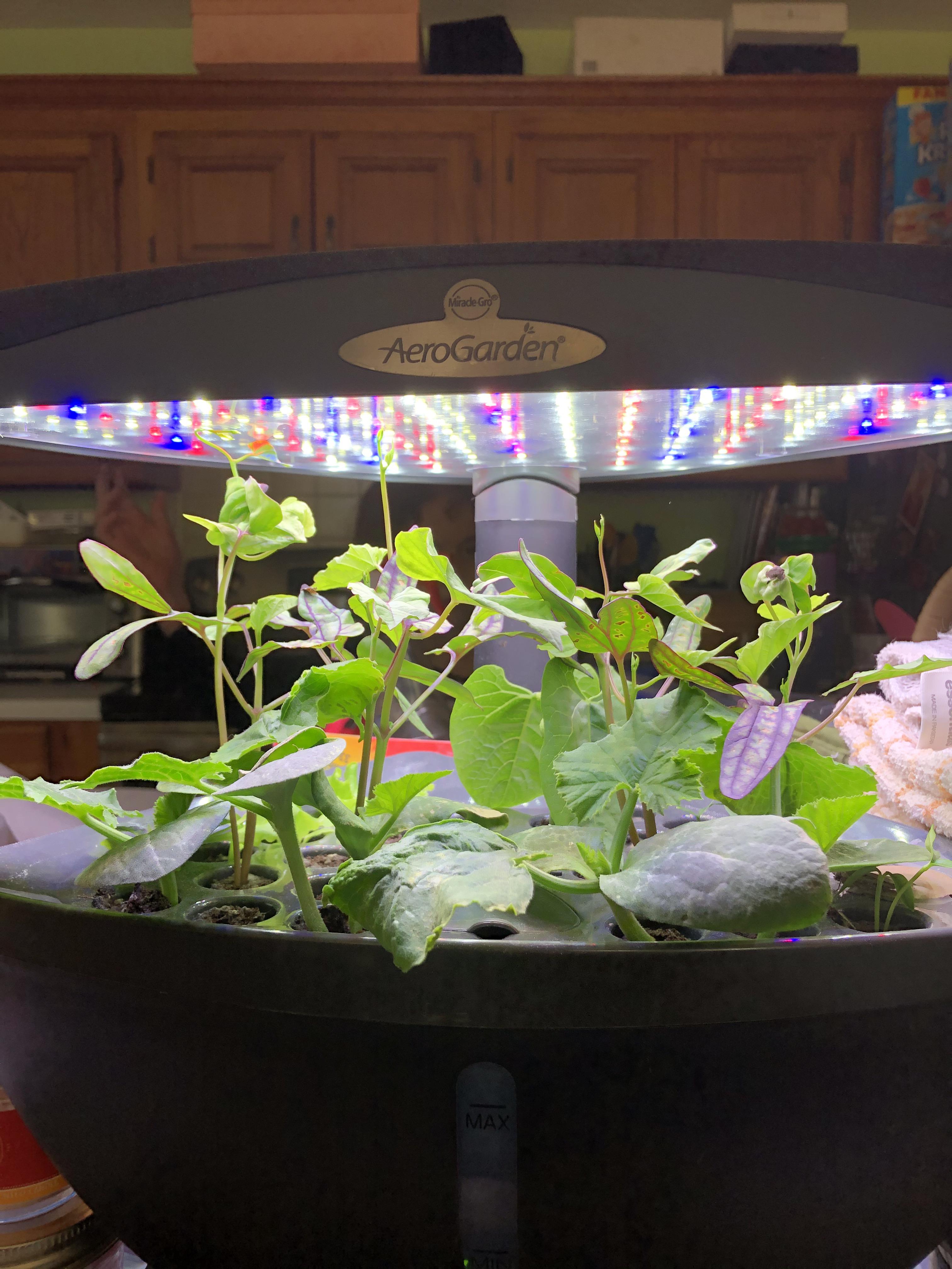 I have morning glories and squash seedlings in my AeroGarden seed