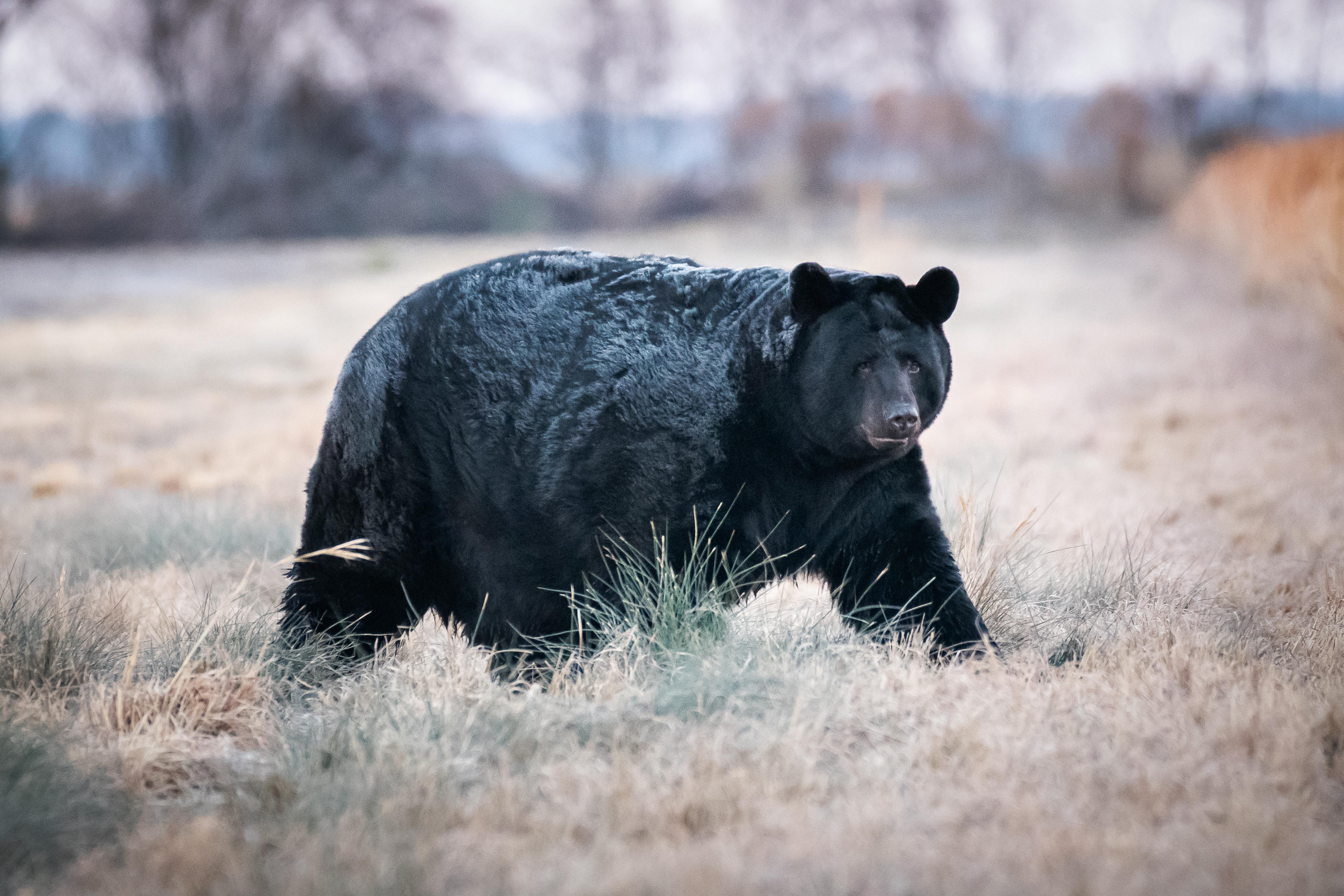 A large, frosty eastern North Carolina Black Bear I ran across r