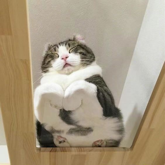 Cat Loaf Sleeping Position Tucks the front paws under himself r/cats