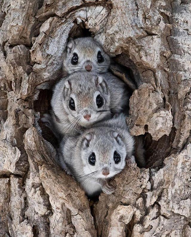 Siberian flying squirrels have a membrane connecting their wrists and