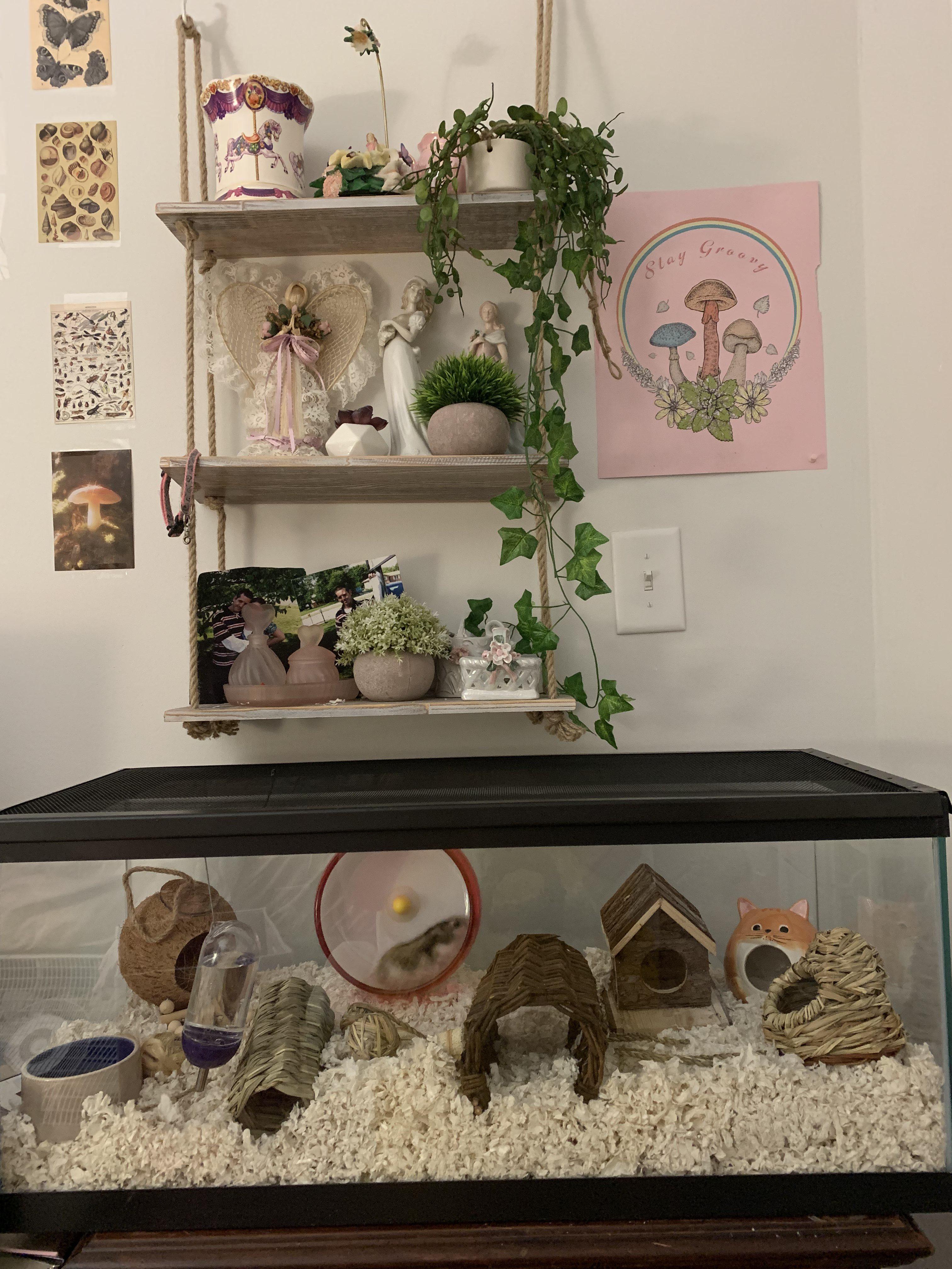 Just got my first hamster today! Her name is Bee. I'm looking to make