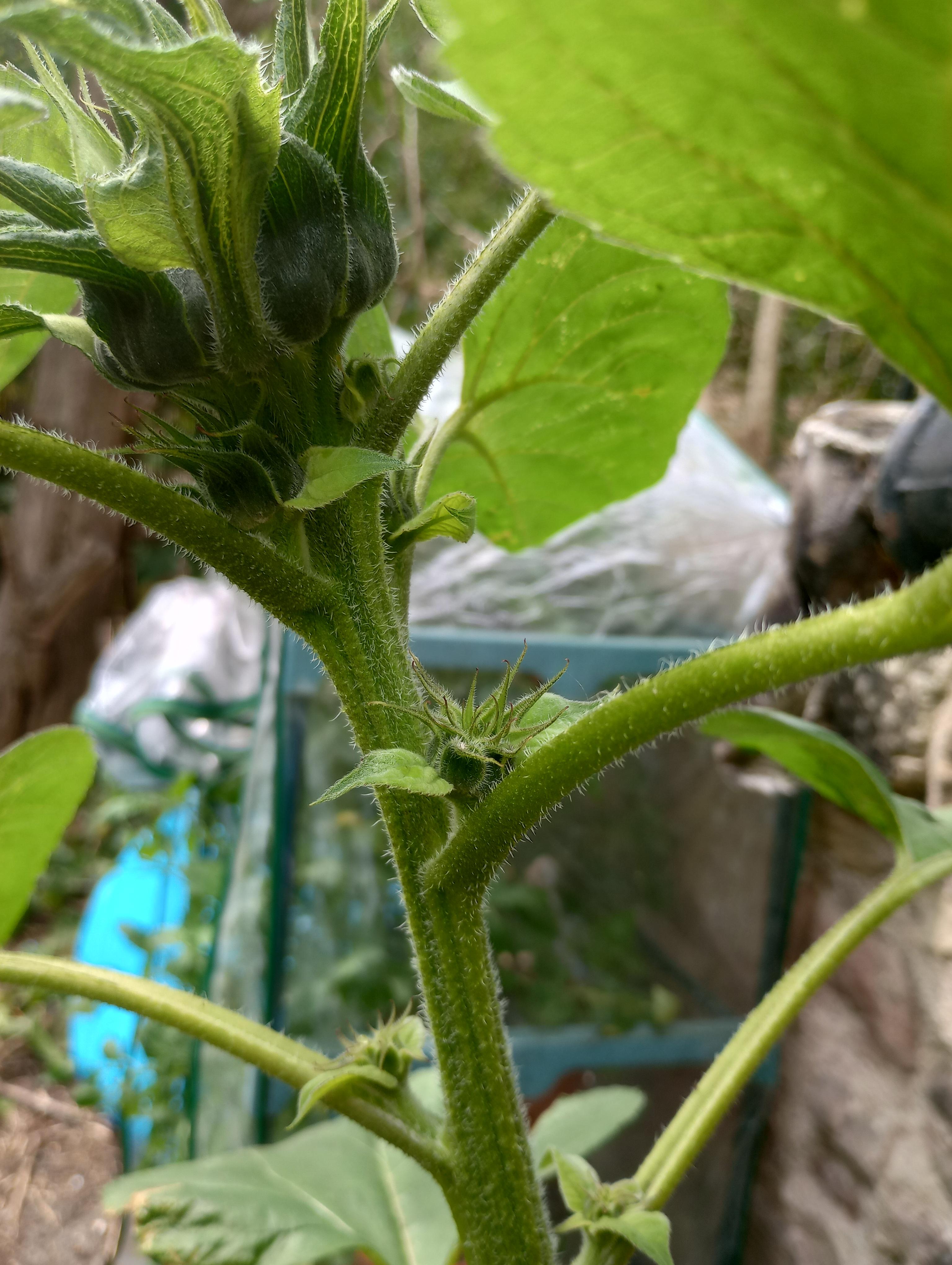 Sunflower growing more than one flower, should I leave it or cut the