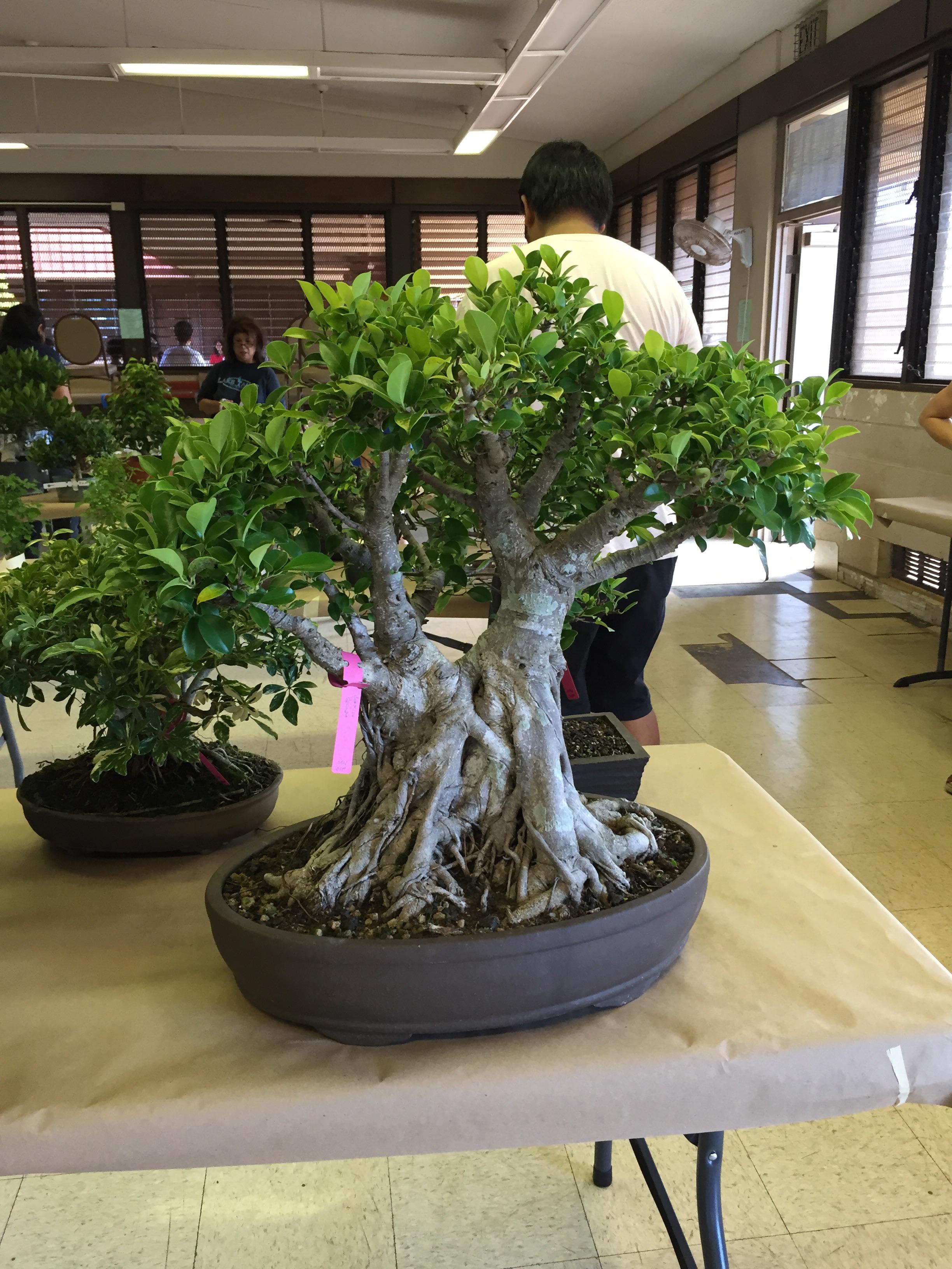 Ficus bonsai sold in Honolulu yesterday r/Bonsai