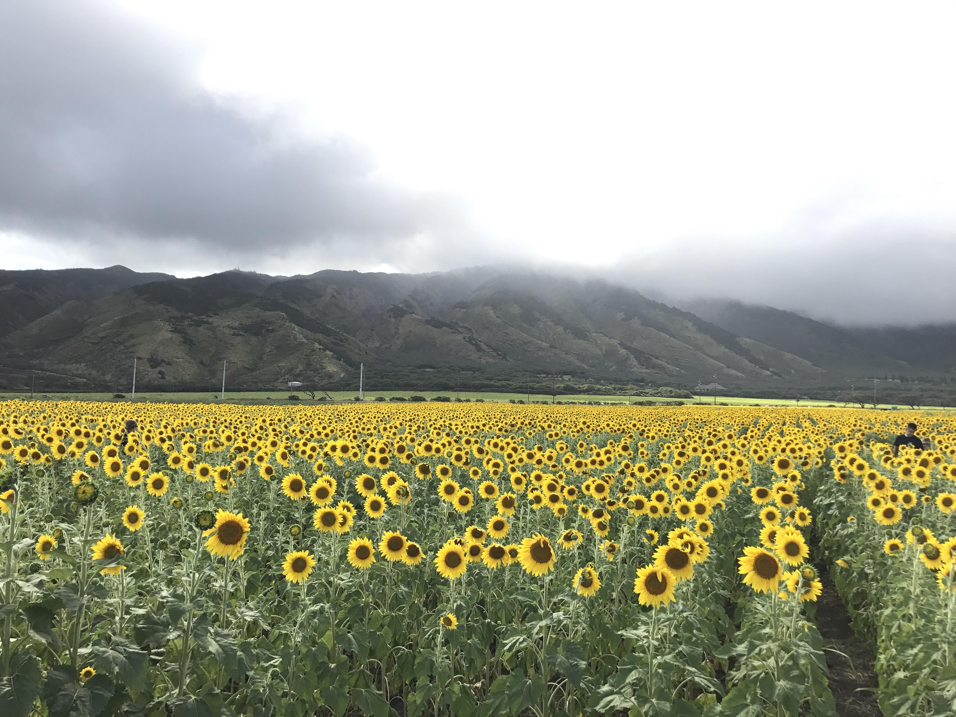 Sunflowers on side of road in Maui r/hawaiipics
