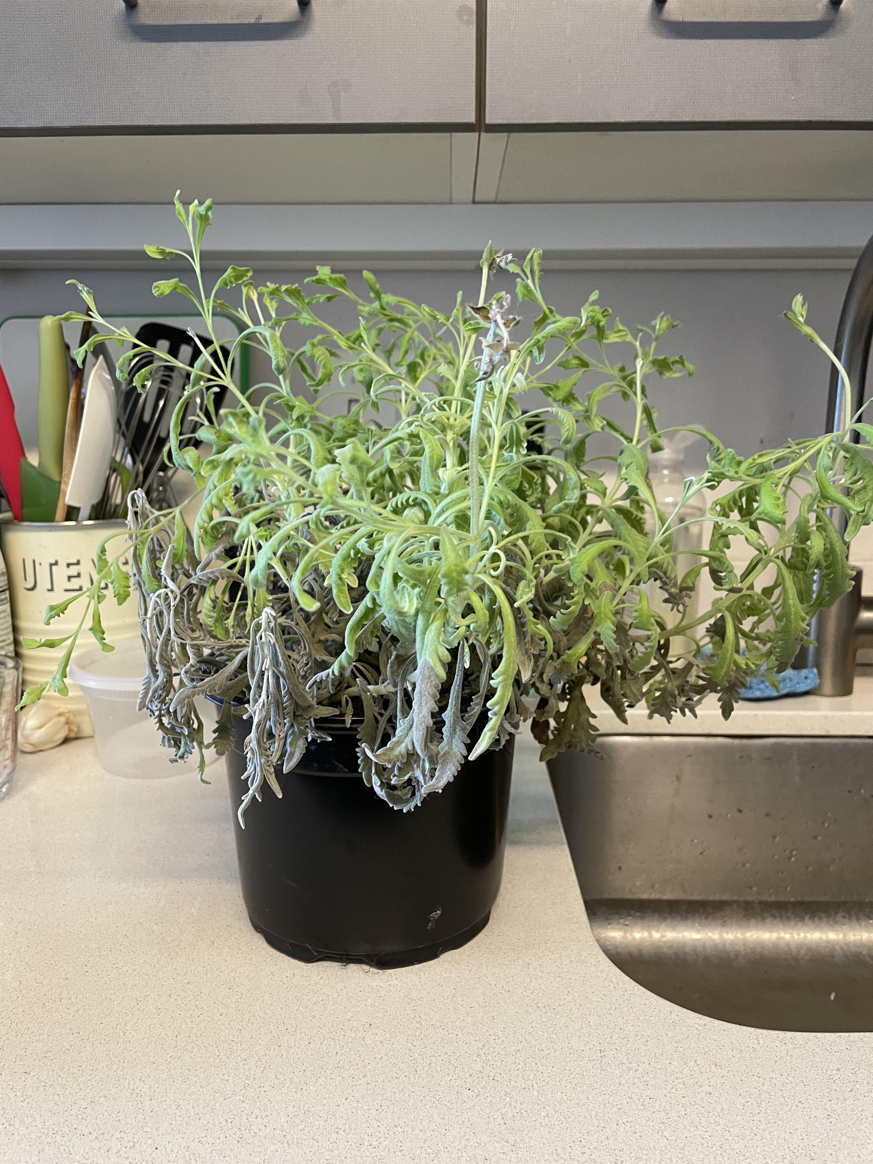 Bottom of my lavender plant is dying? My plant has been growing like