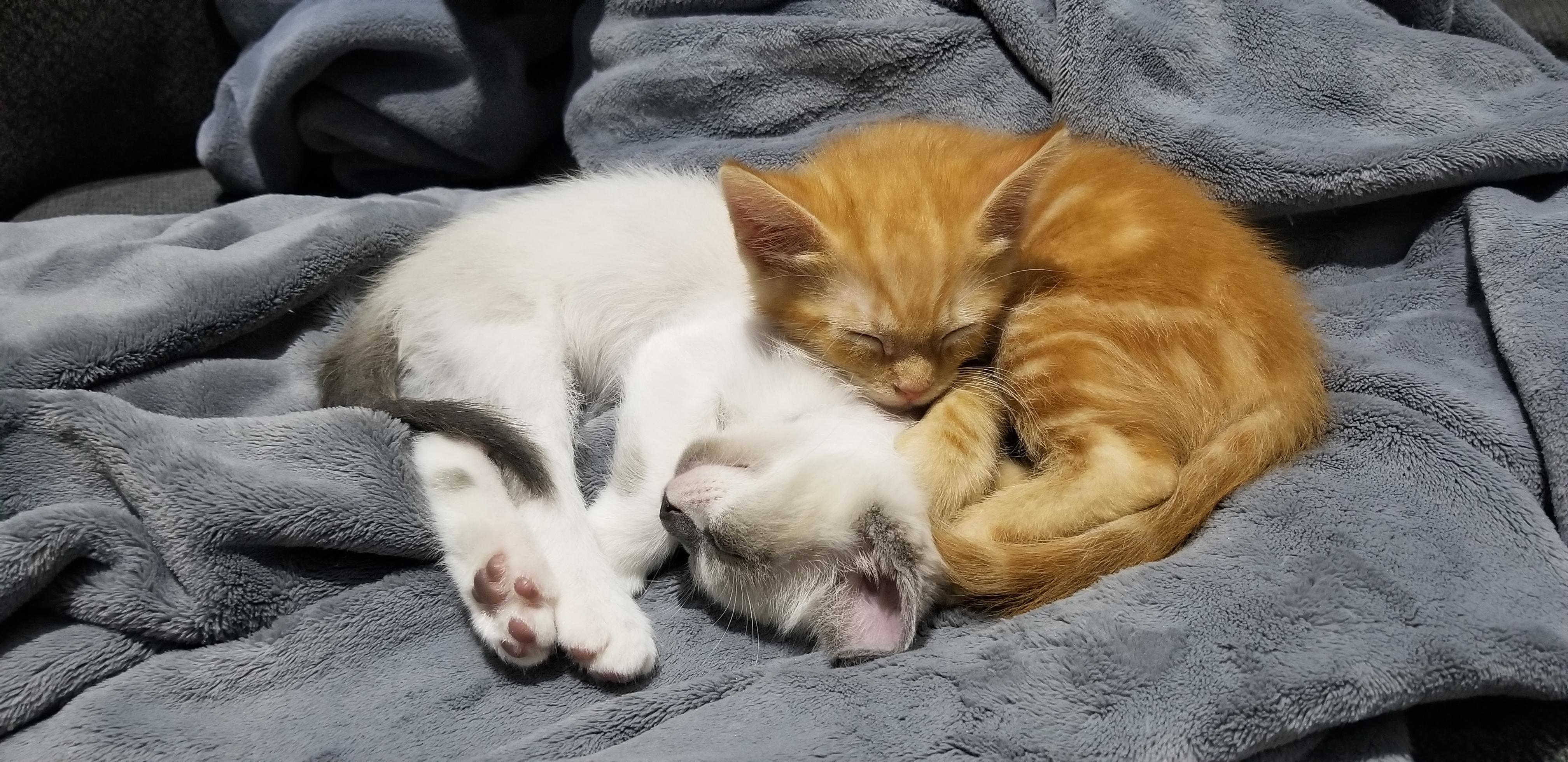 I've never had two kittens growing up together and watching them do