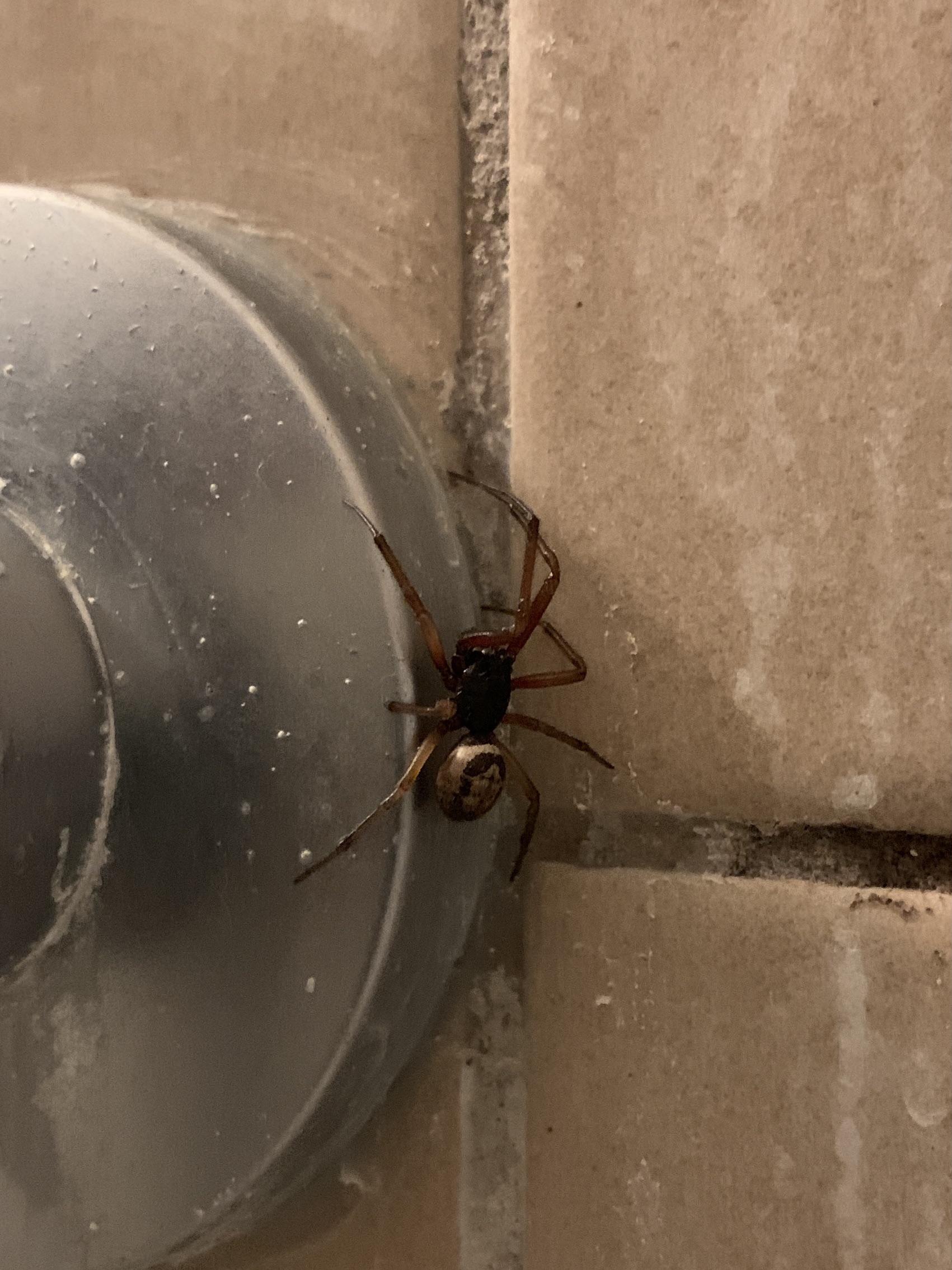 What’s this spider that I found in my bathtub in El Cerrito, California