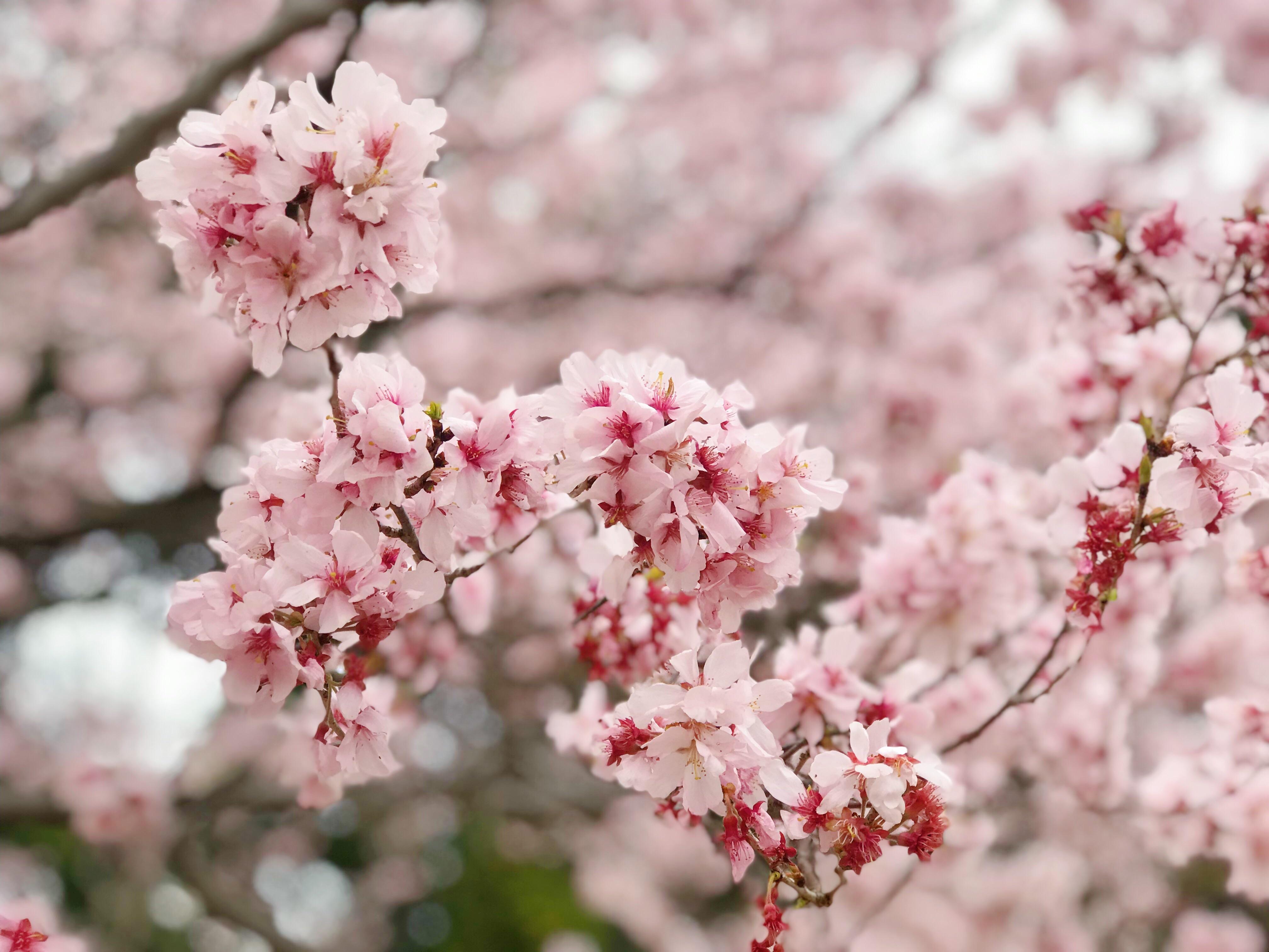 Cherry Blossoms in Yoyogi Park, 28/03/2019 [OC] r/japanpics
