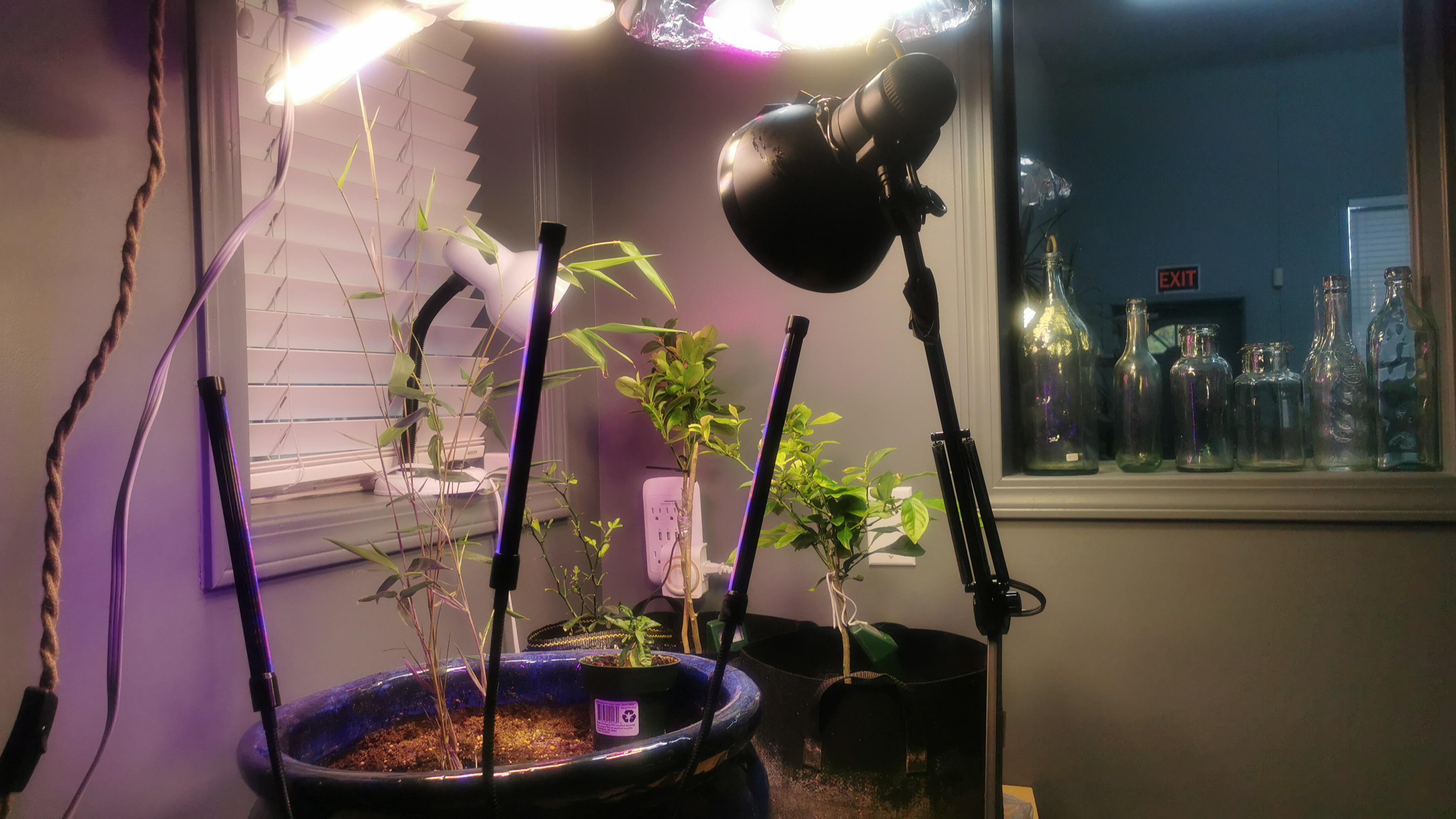 Grow lights on lemon and calamansi r/Citrus