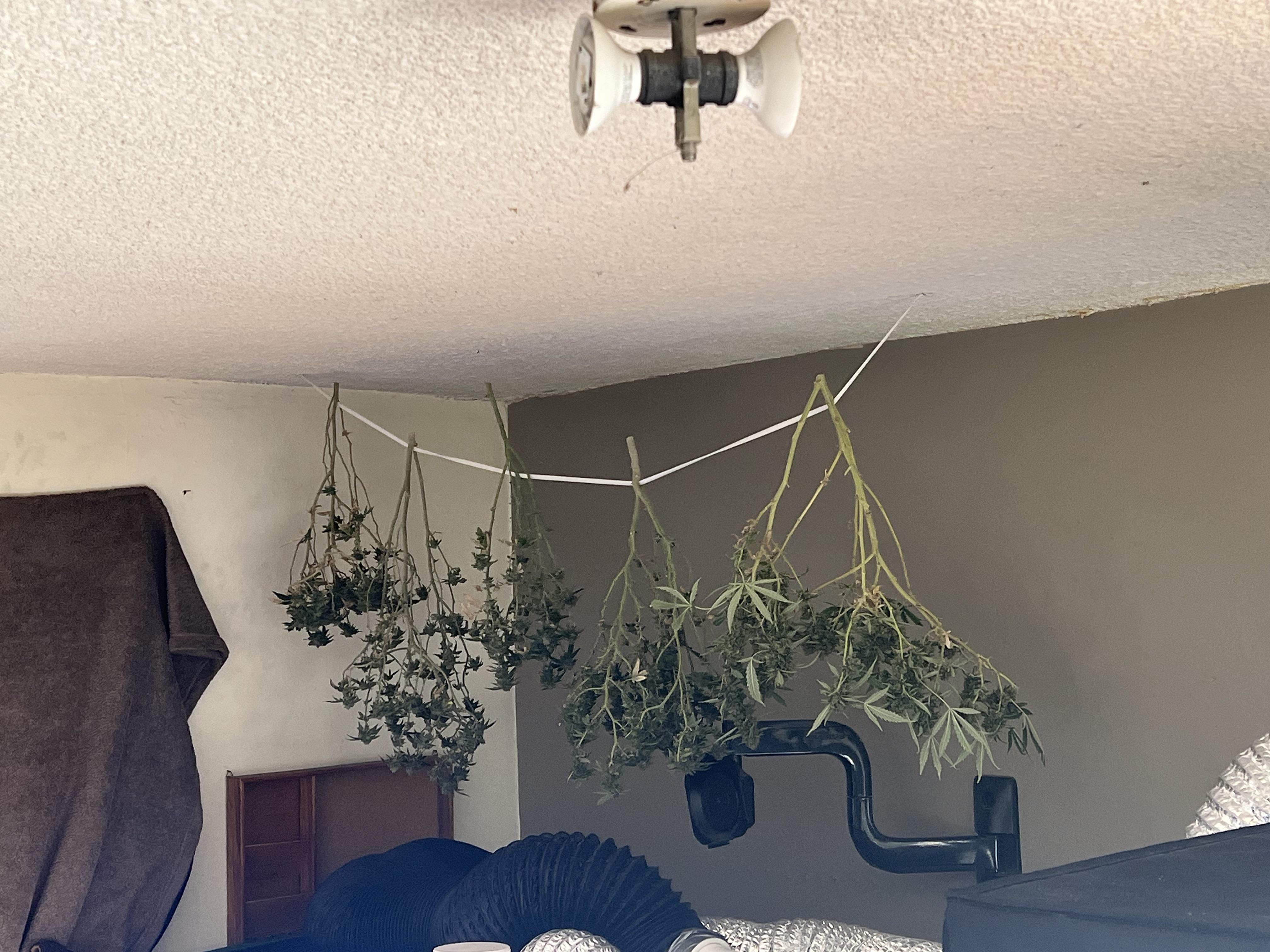 My grow room is the optimal temperature environment for “drying” 60f