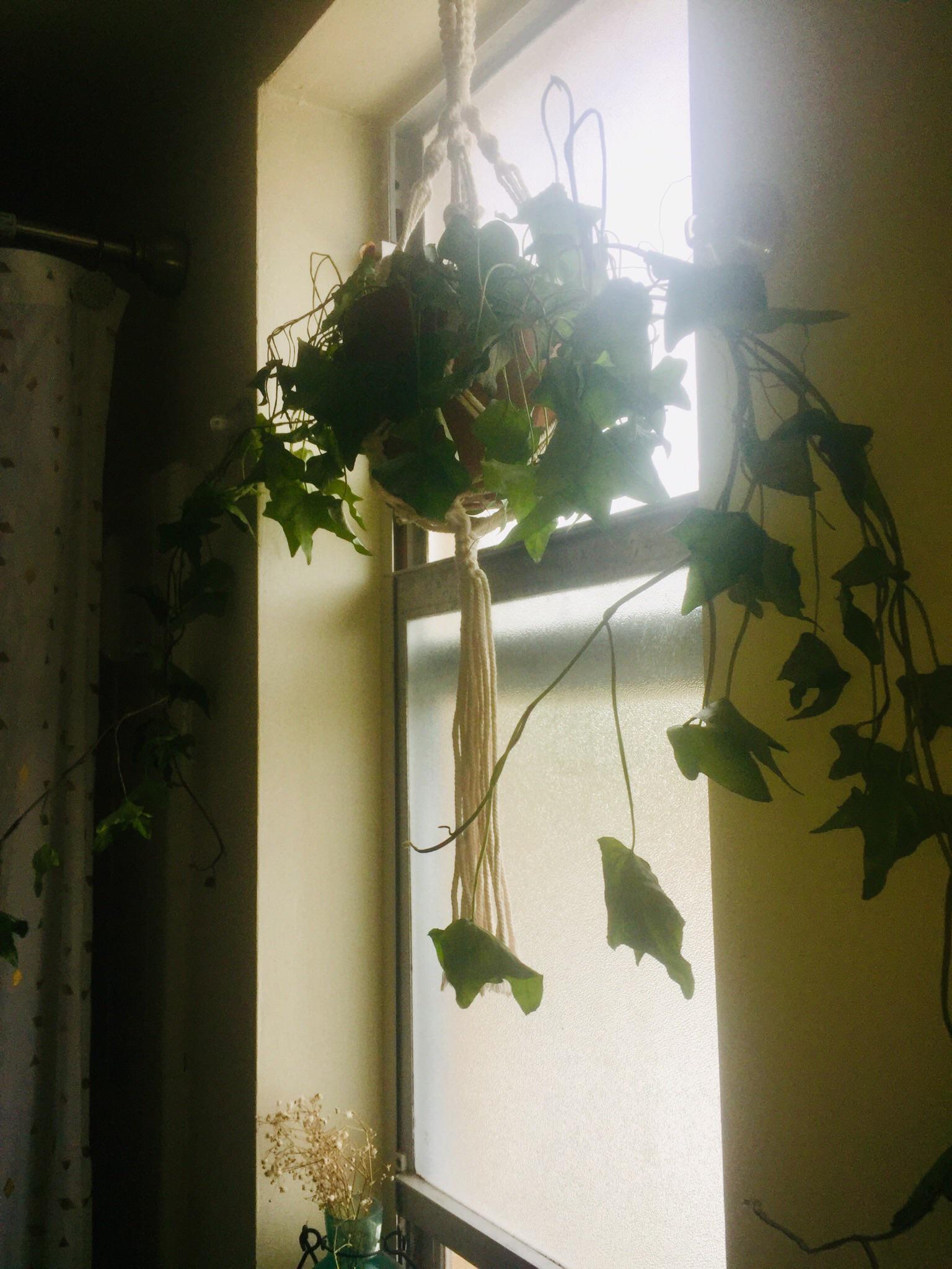 How can I bring this ivy plant back to life? I think I overwatered it