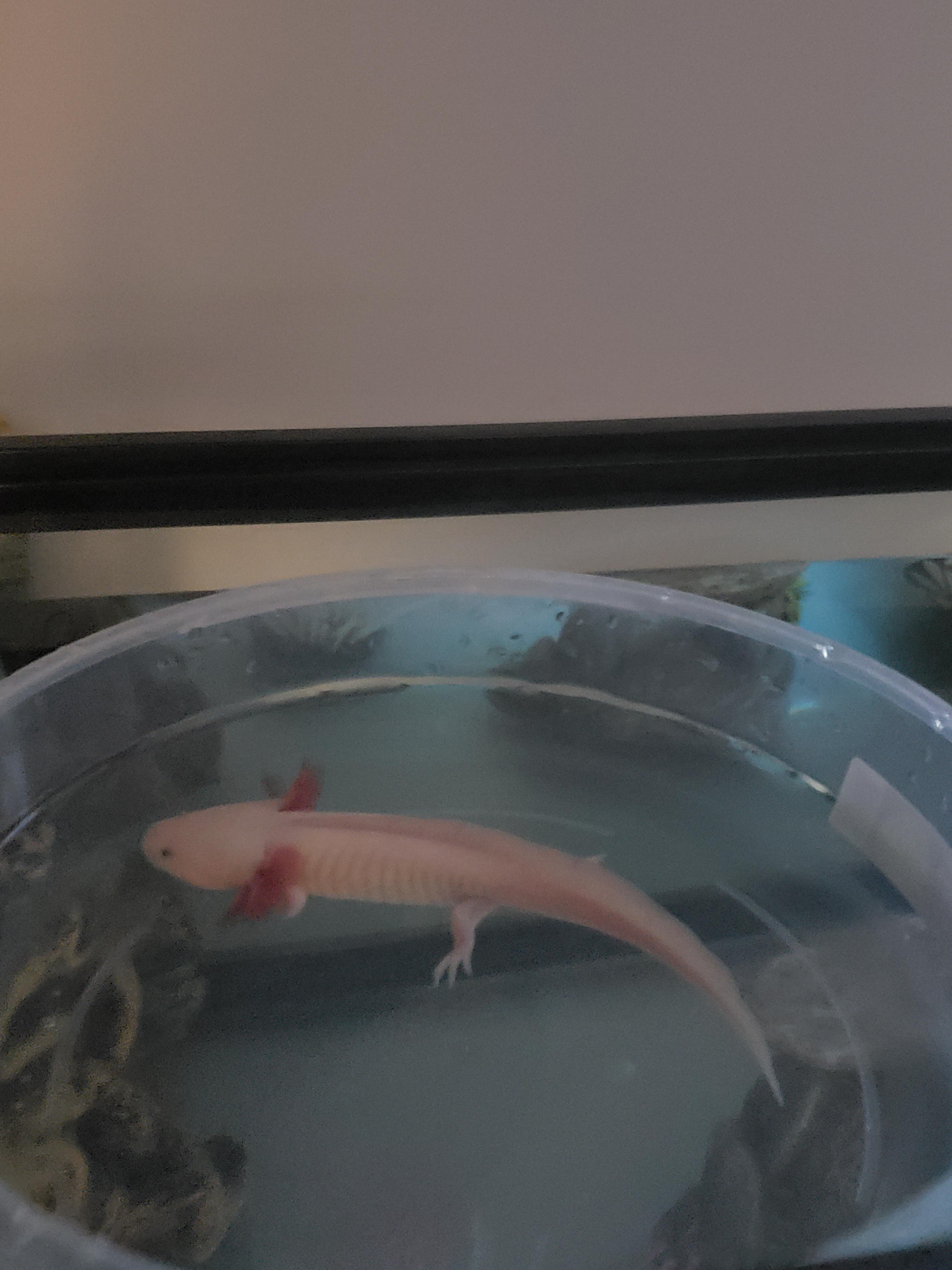 My axolotl Gilbert acclimating to his new tank's temperature change. Is
