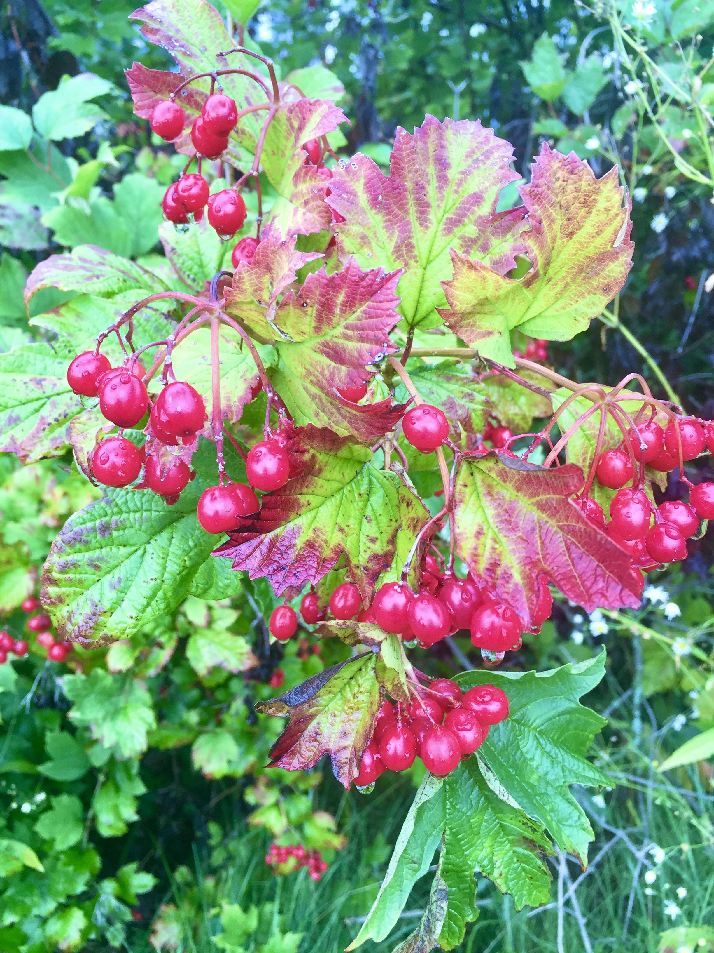 Same bush in Des Moines, IA in summer. What is this bush/berry