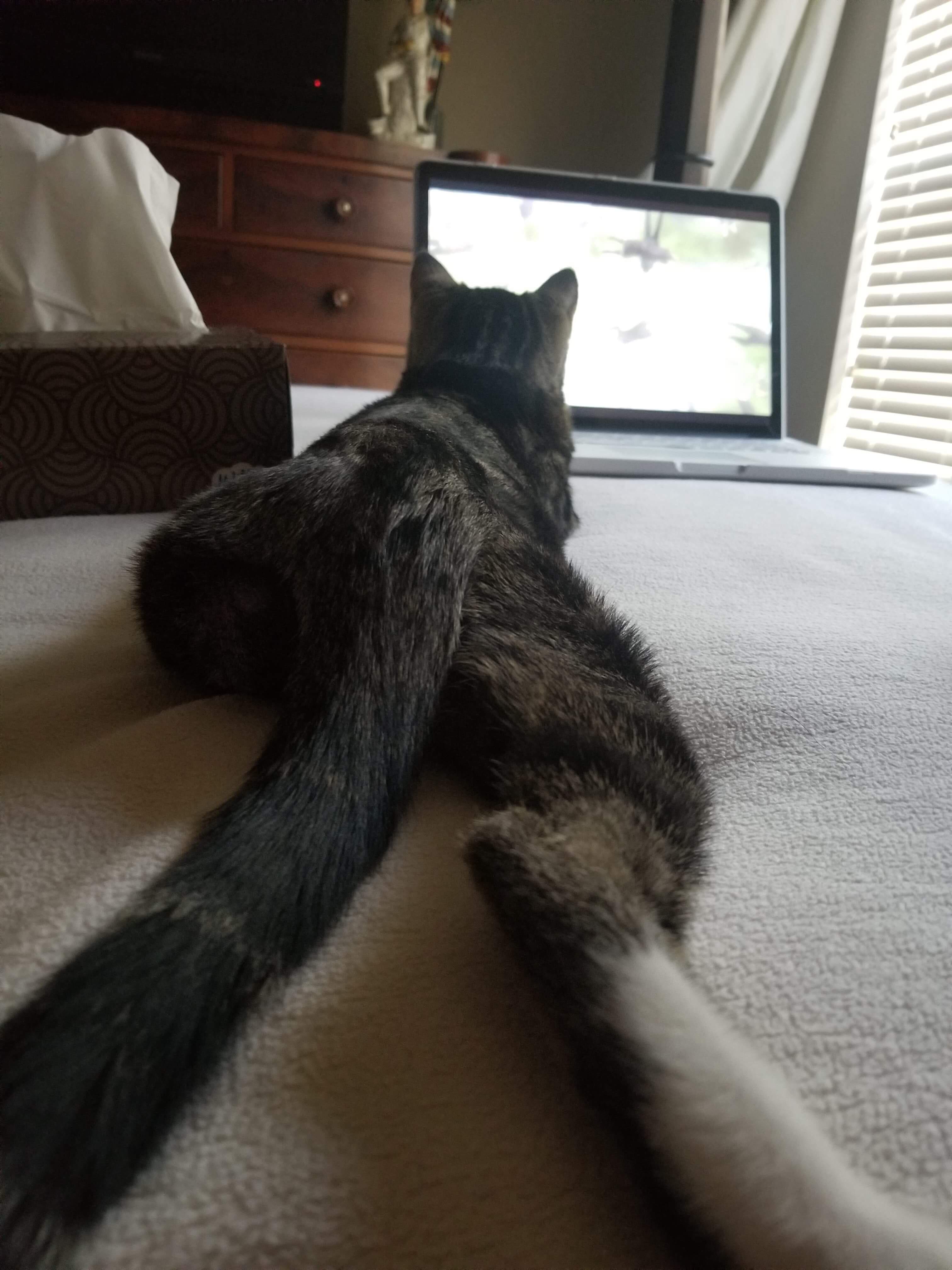 How my cat watches shows with me. r/sploot