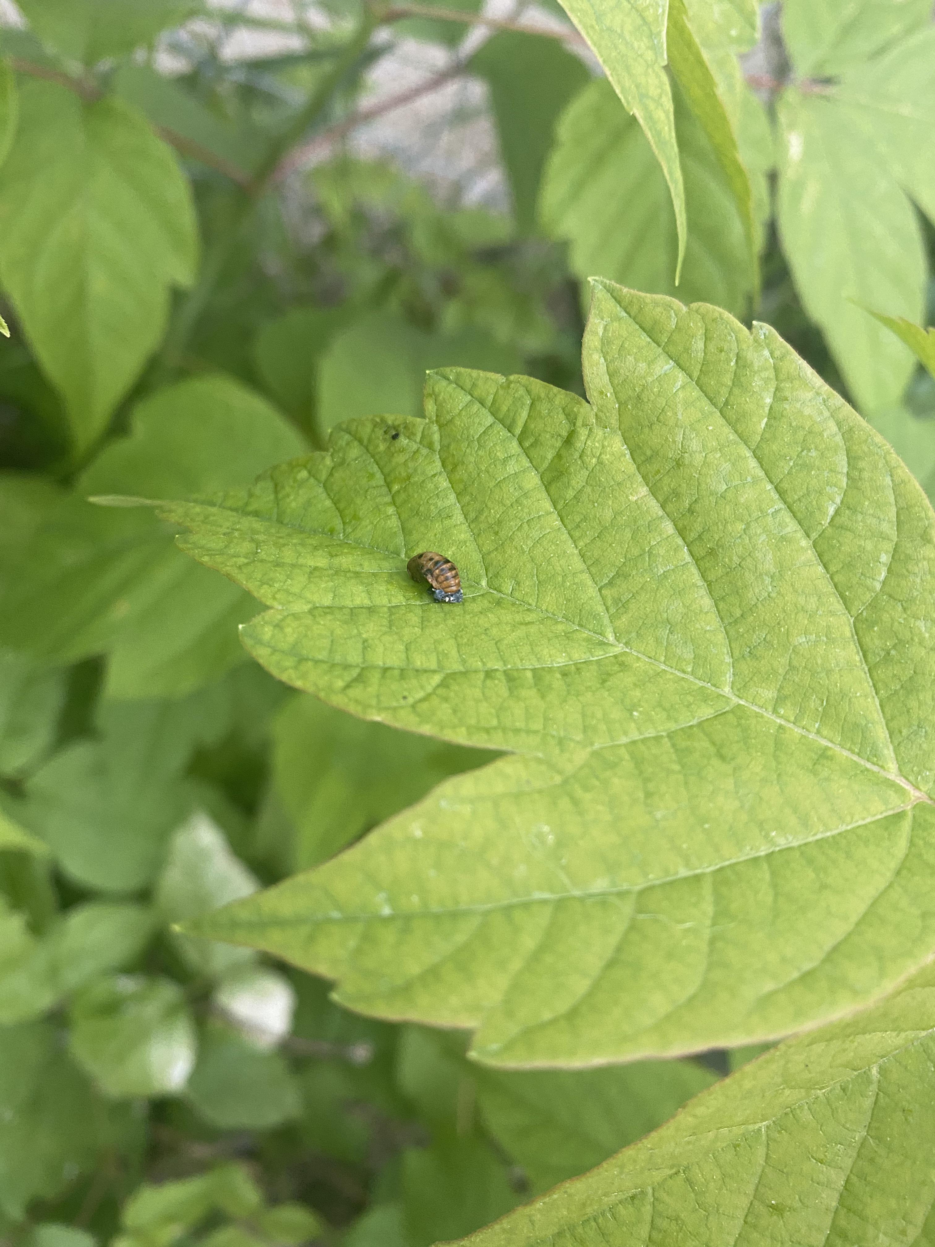 So many ladybugs r/Winnipeg