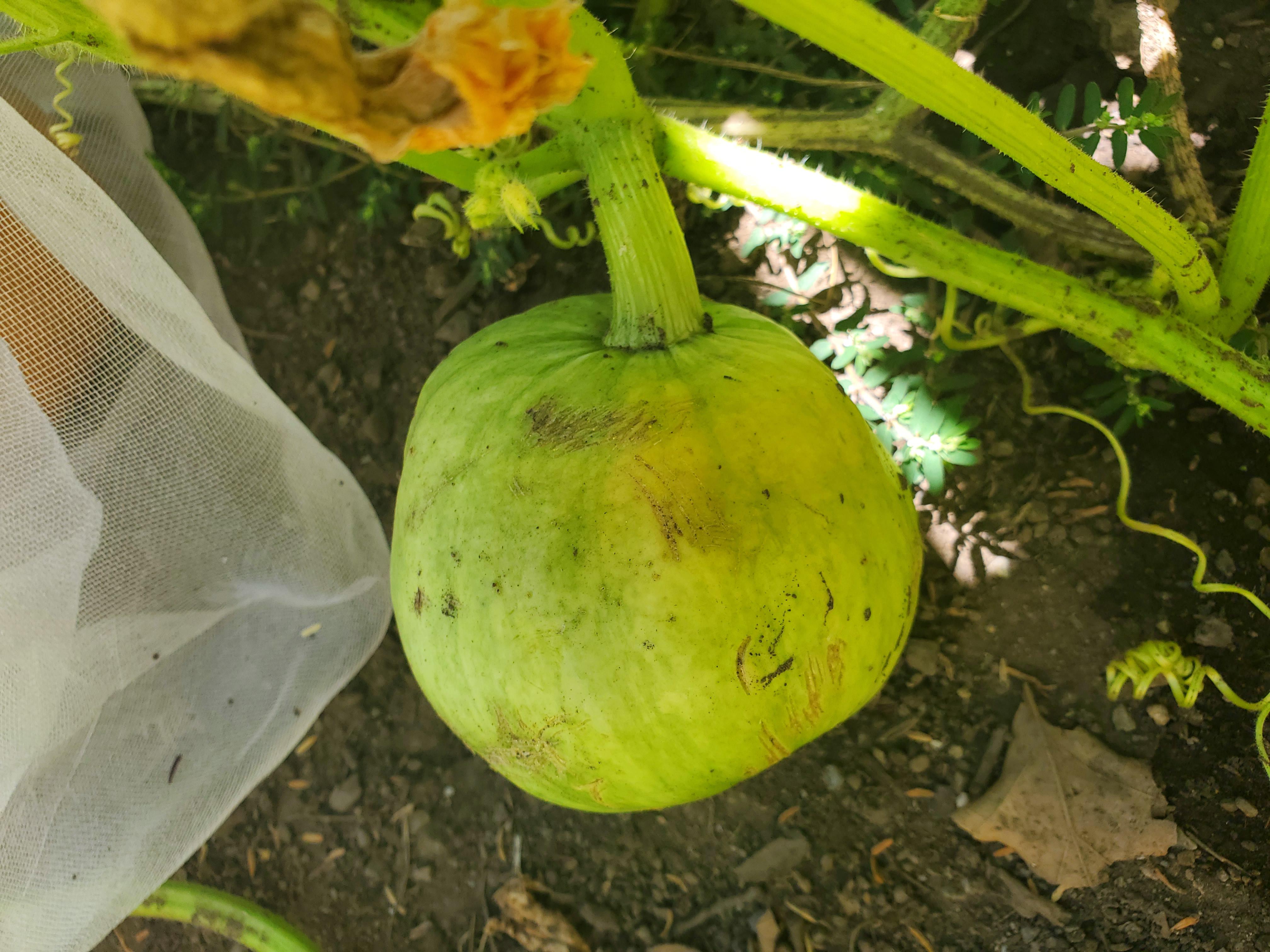 My jarrahdale pumpkins keep grow fir a couple weeks, then stay small