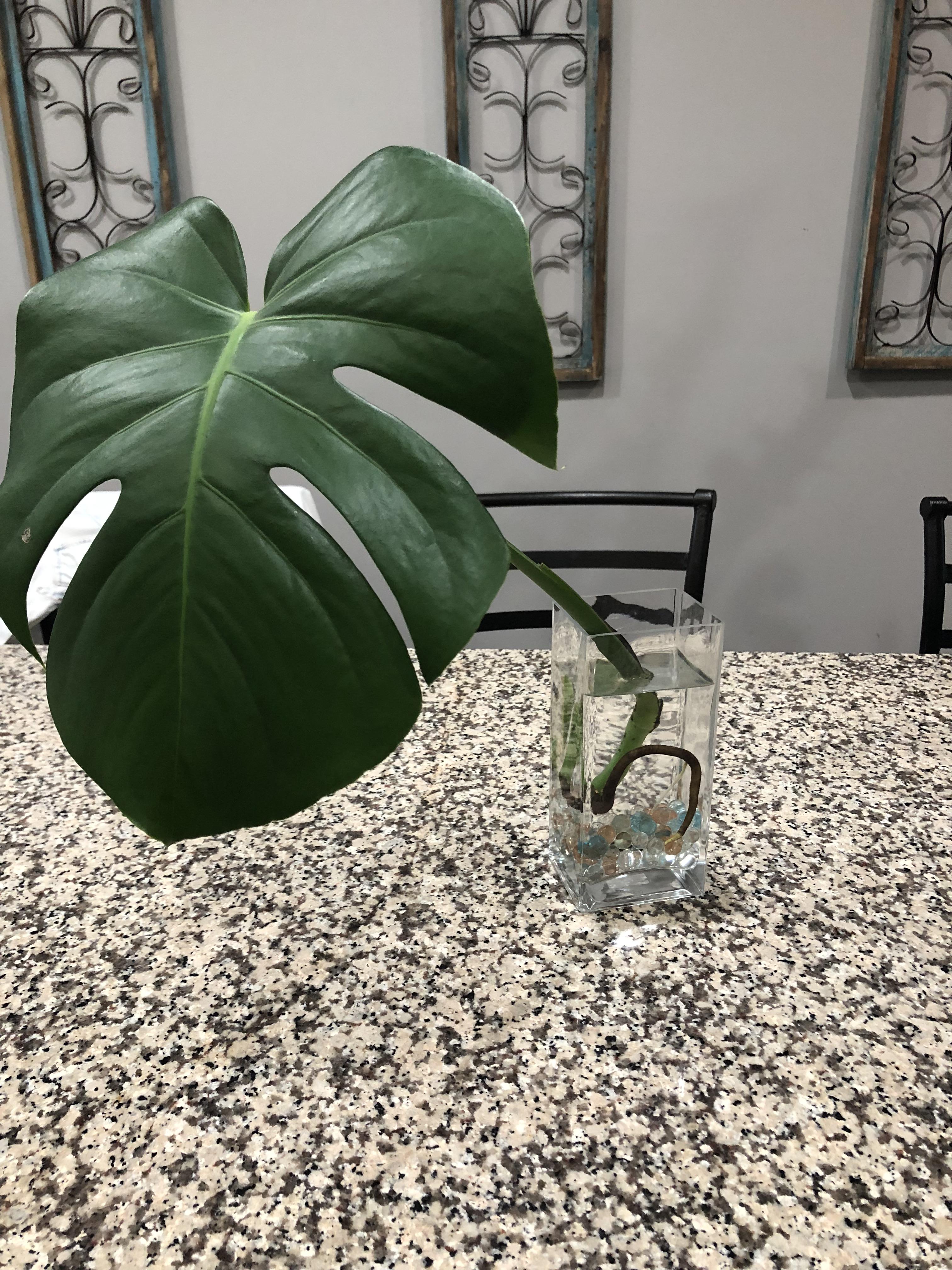 Monstera Adansonii Soil Recipe Find Vegetarian Recipes